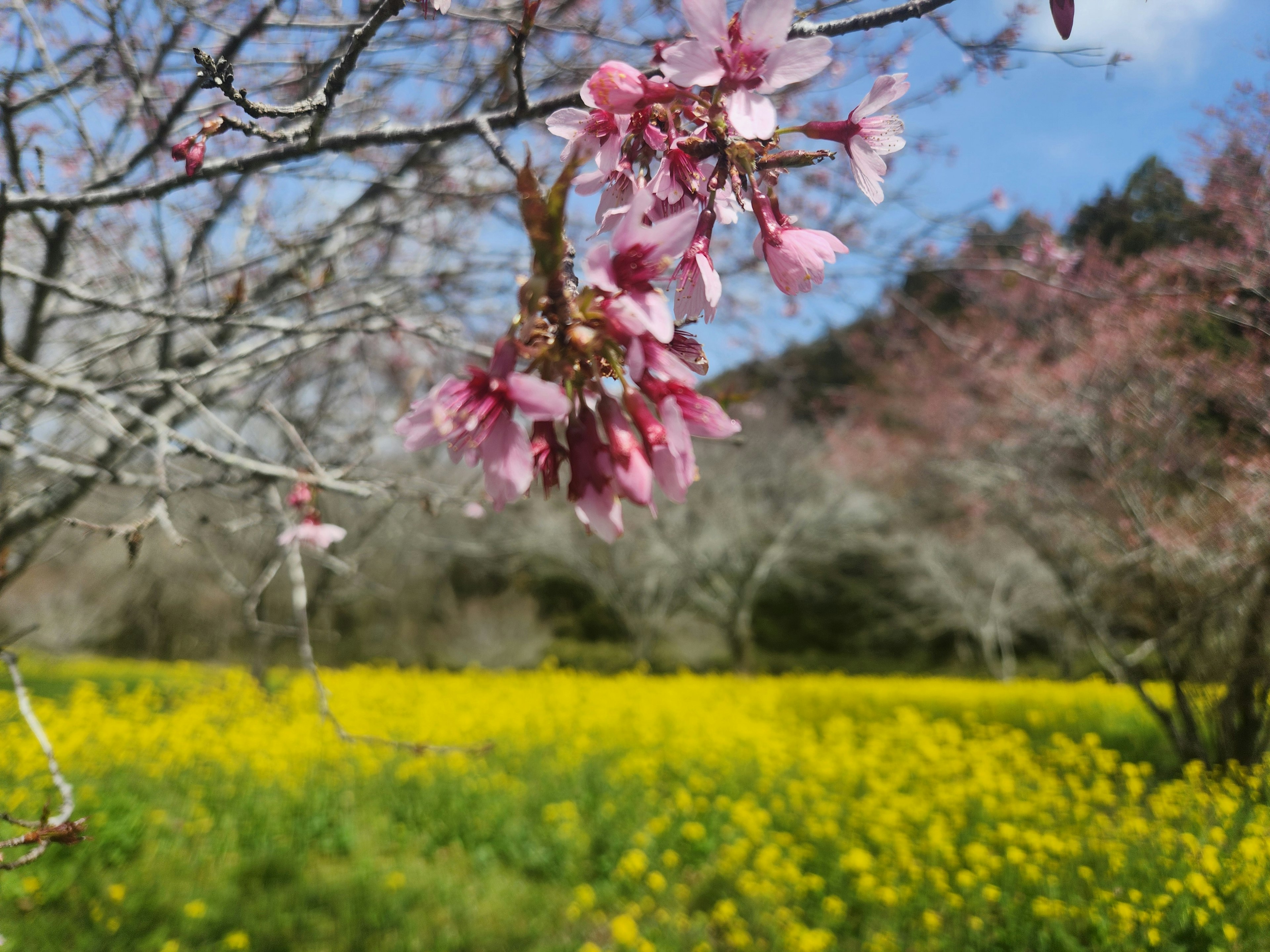 Ramo con fiori di ciliegio rosa e un campo di fiori gialli