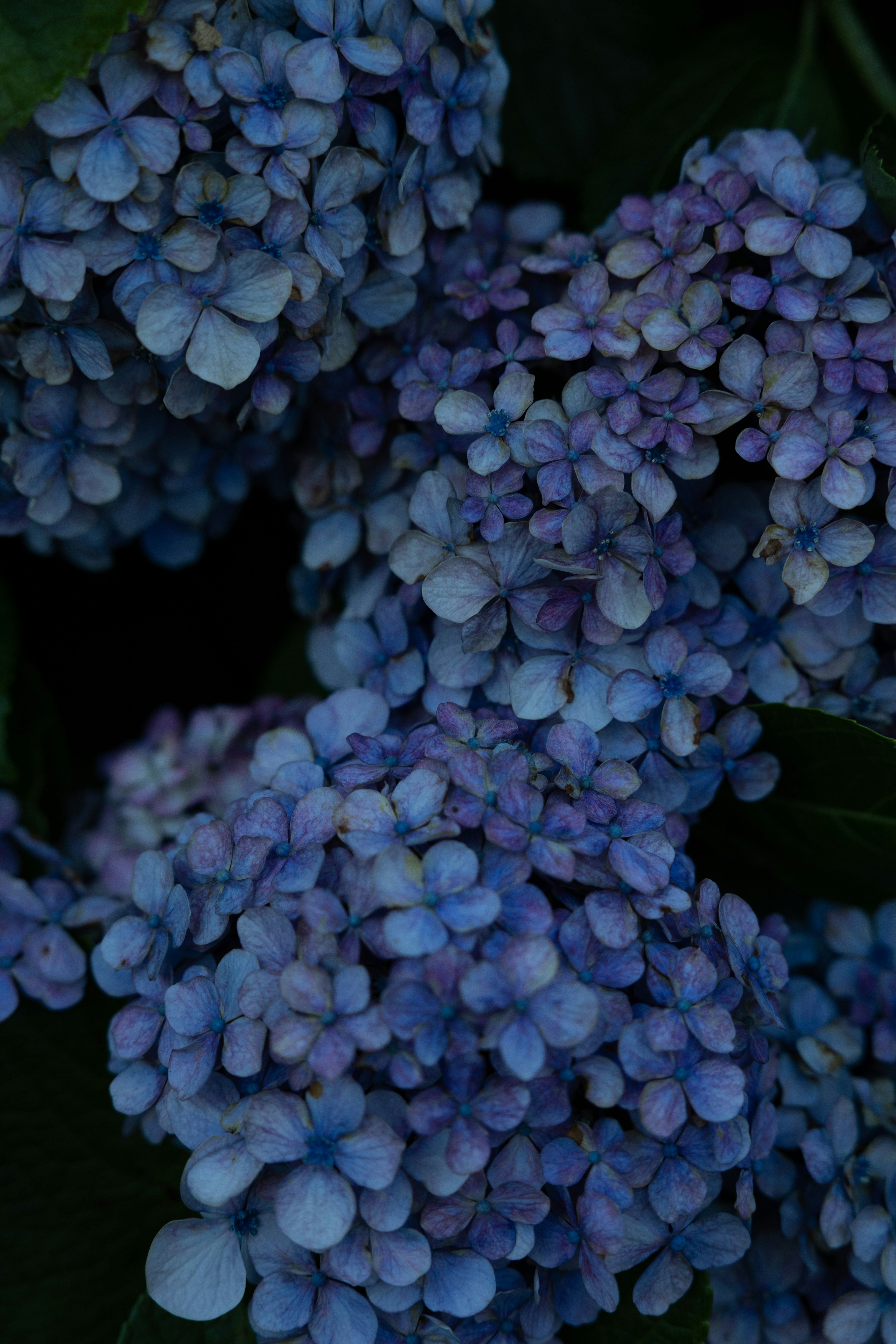 Primo piano di splendidi grappoli di fiori blu-viola