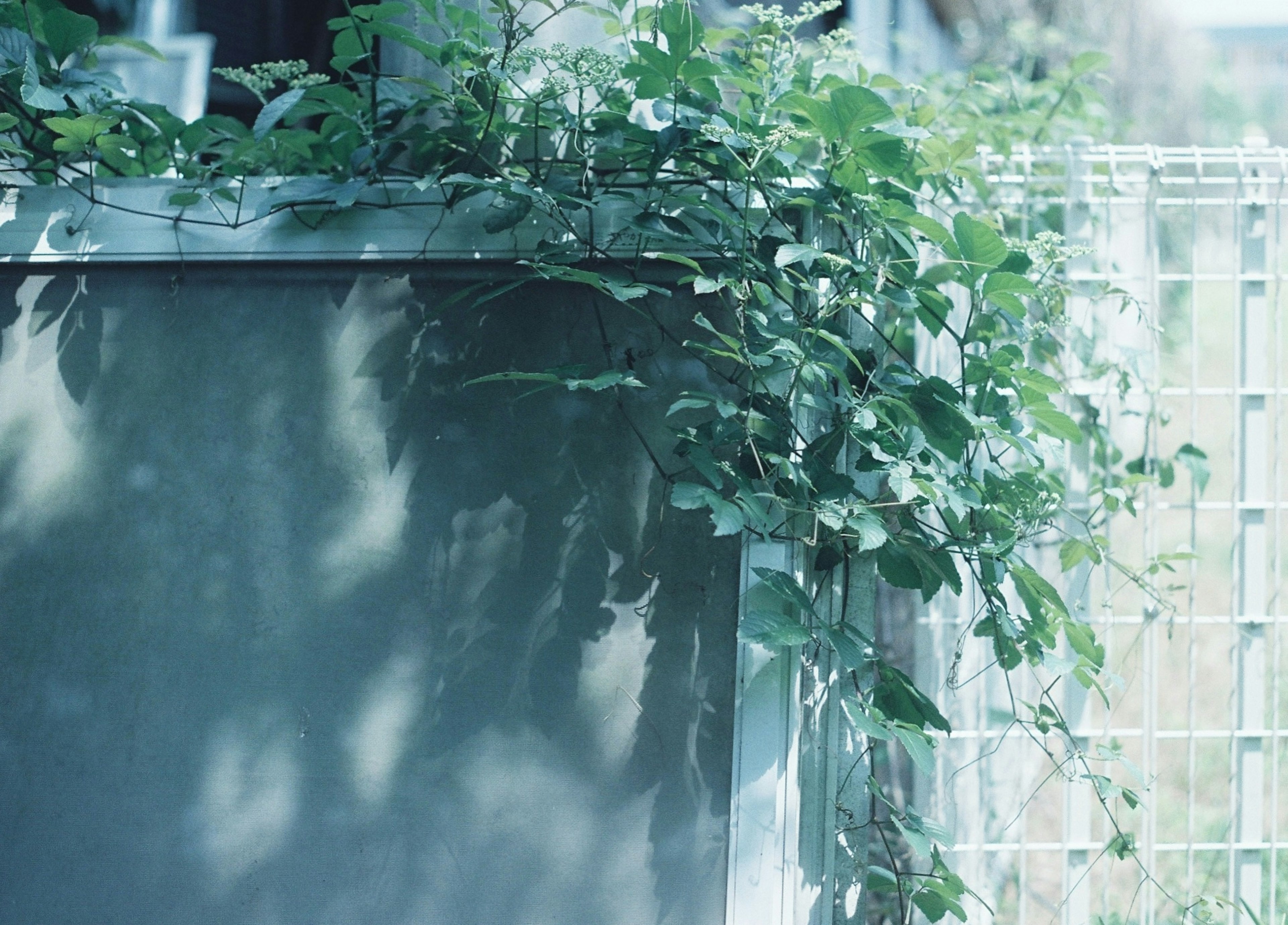 Una escena con una pared azul entrelazada con plantas trepadoras verdes