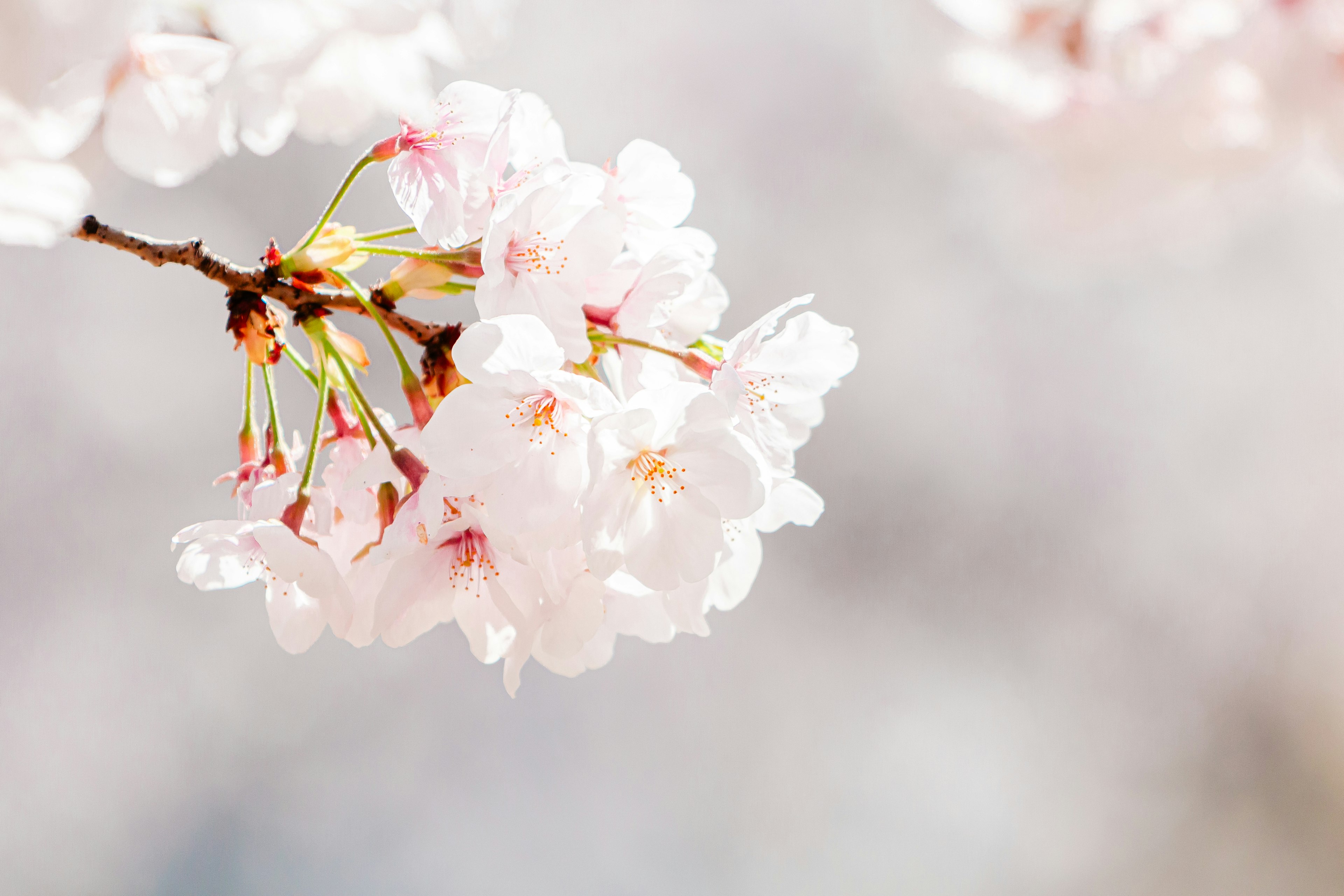 桜の花が咲いている枝のクローズアップ