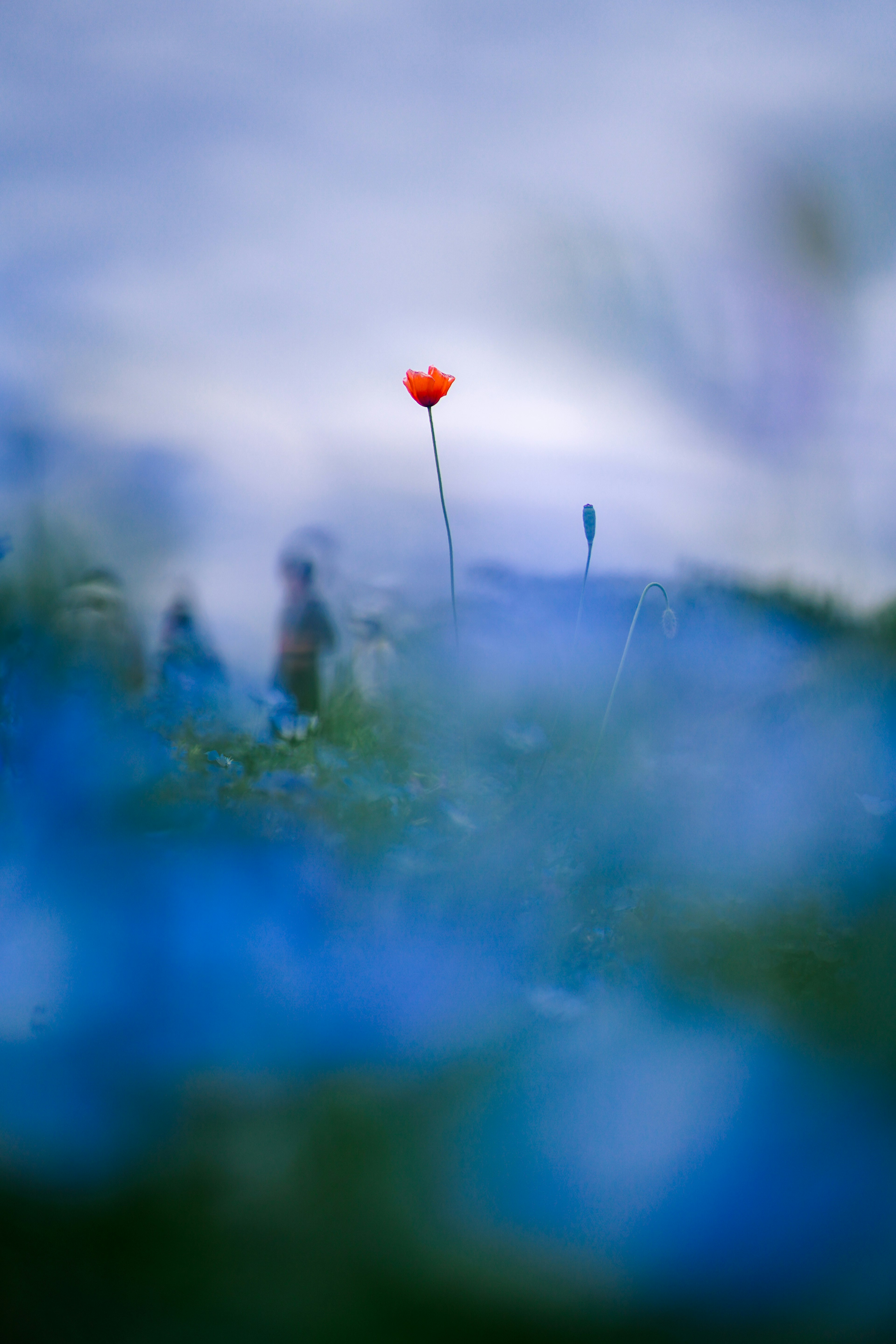 青い花の中にポピーの花が一本立っている風景