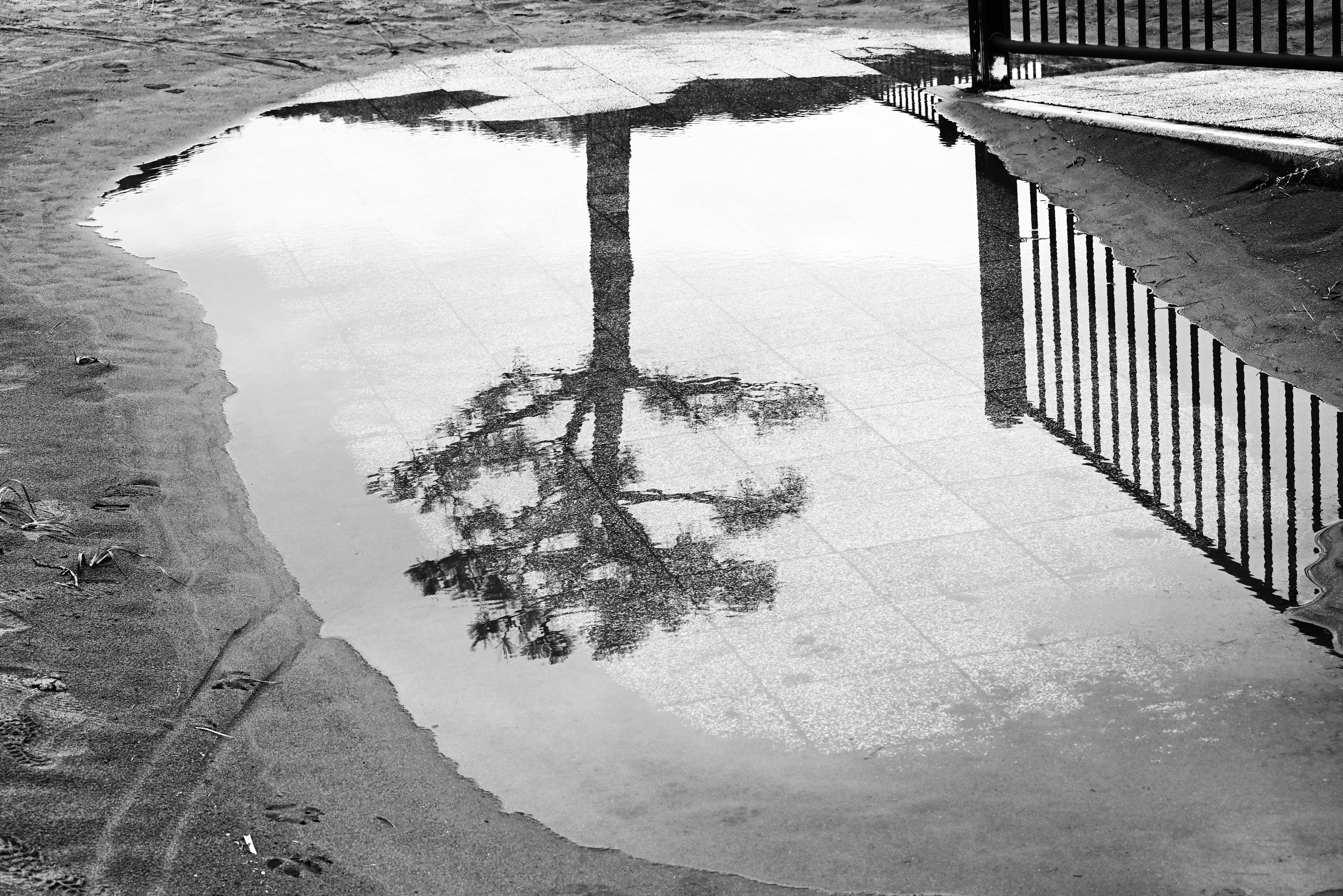 Riflesso di un albero in una pozzanghera con la silhouette di una recinzione