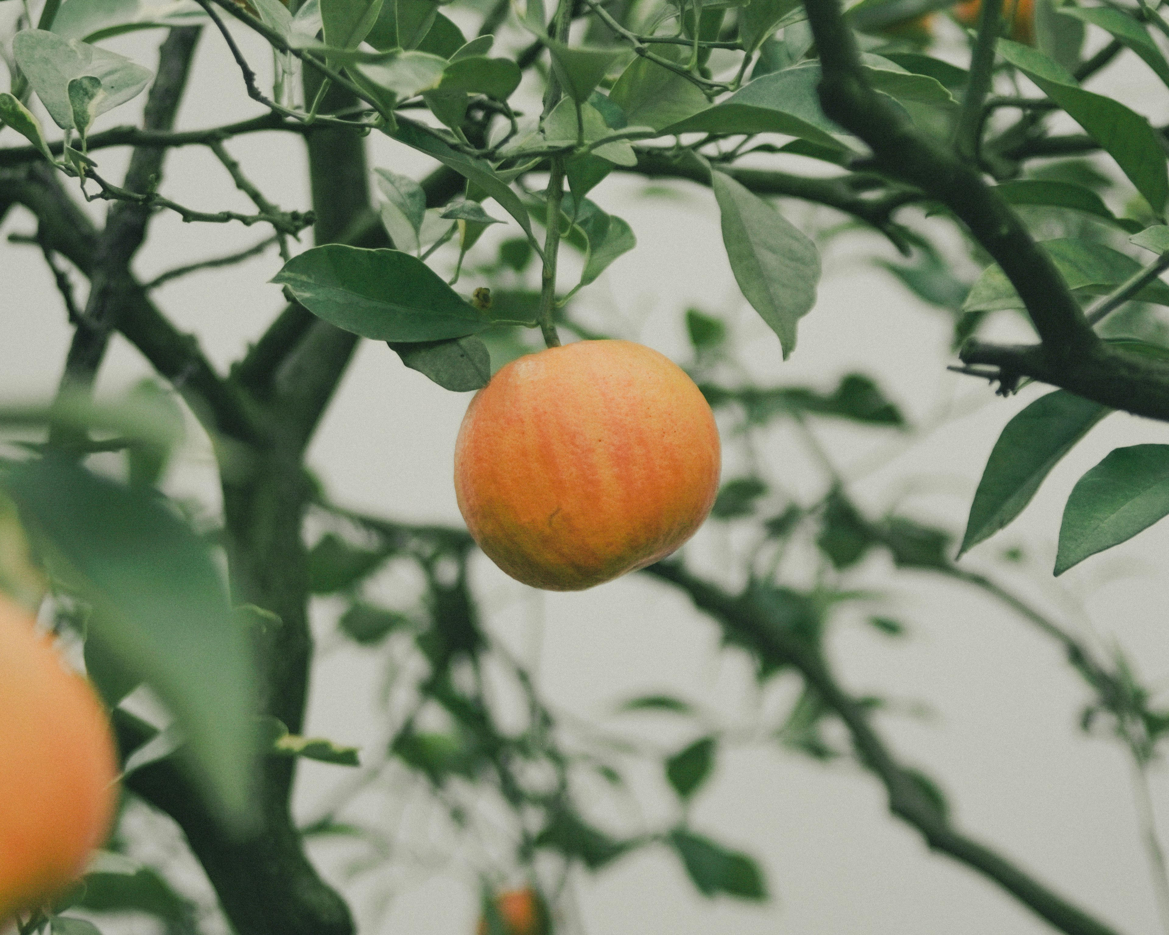 Frutto arancione appeso tra le foglie verdi su un albero di arance