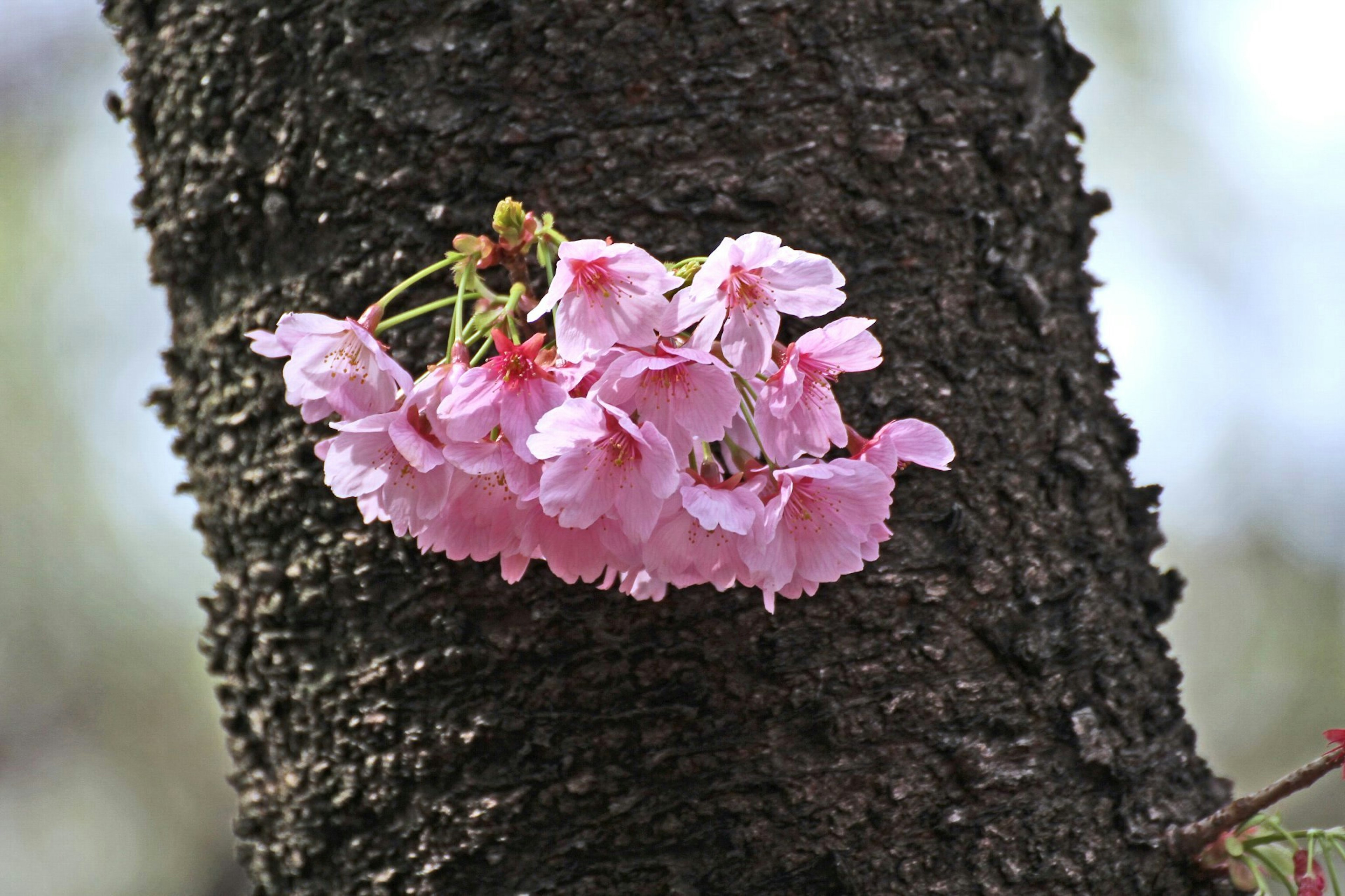 桜の花が木の幹に咲いている様子