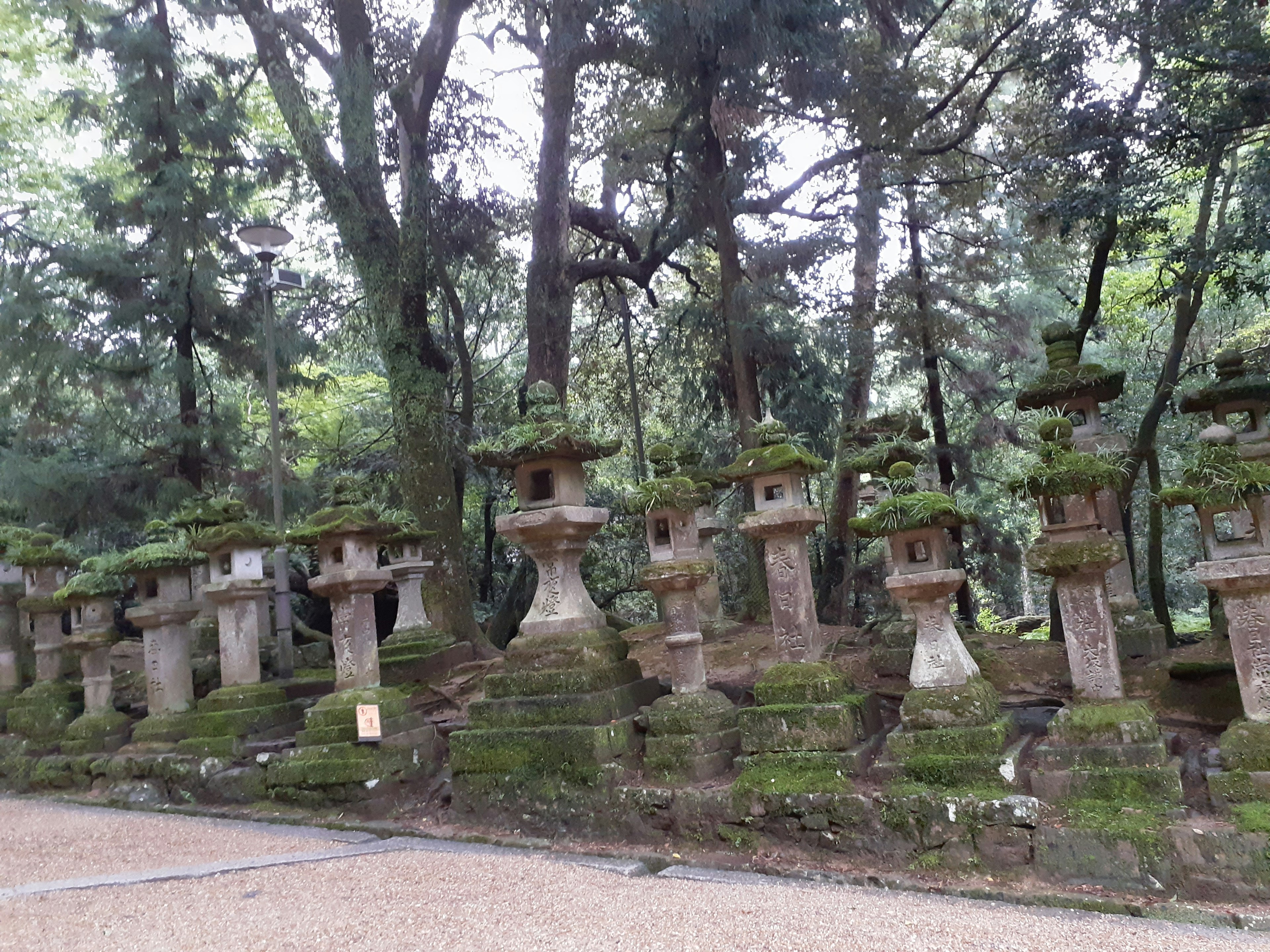 Una escena forestal serena con faroles cubiertos de musgo alineados