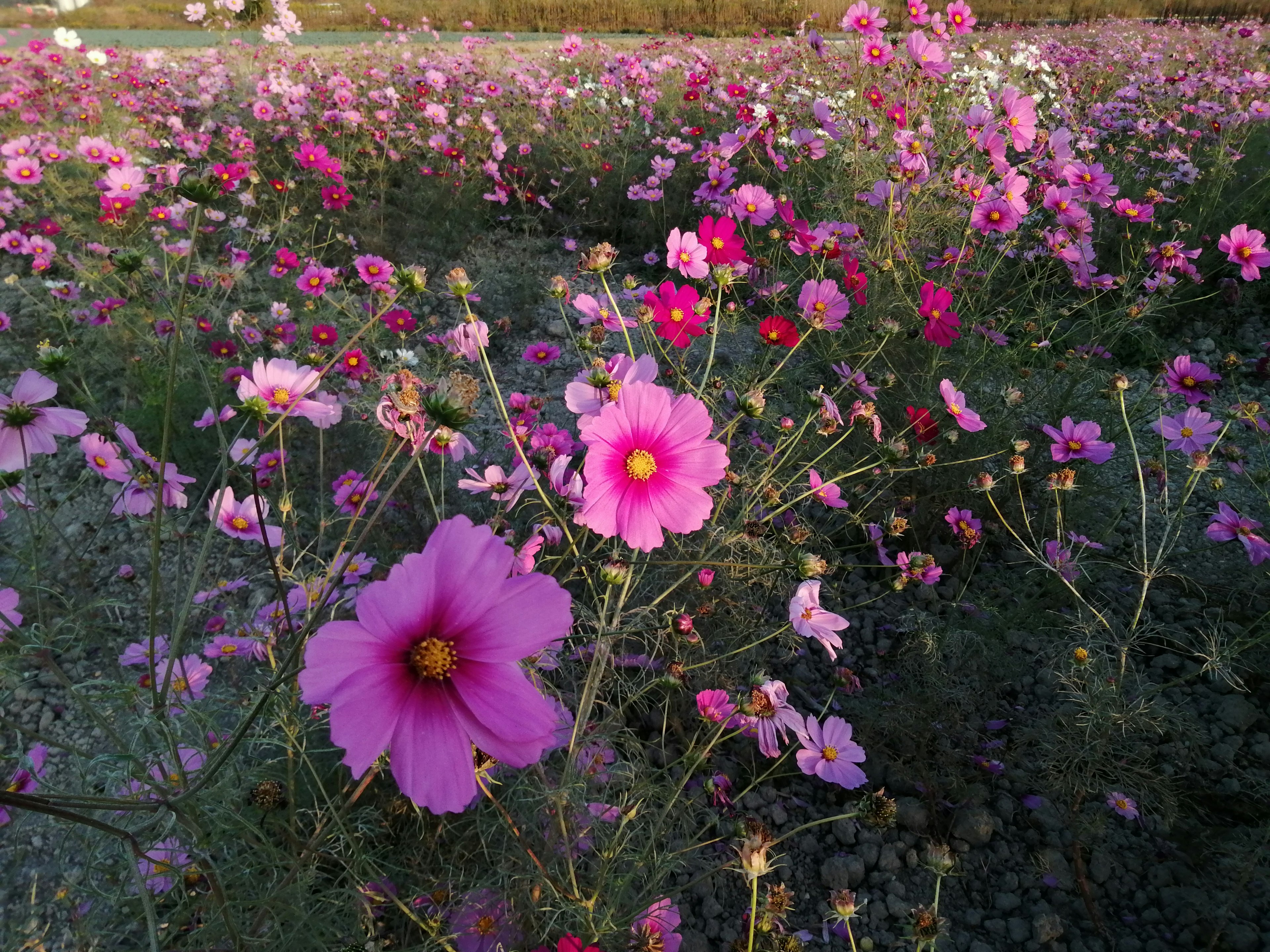 ทุ่งดอกคอสมอสที่มีสีชมพูสดใส