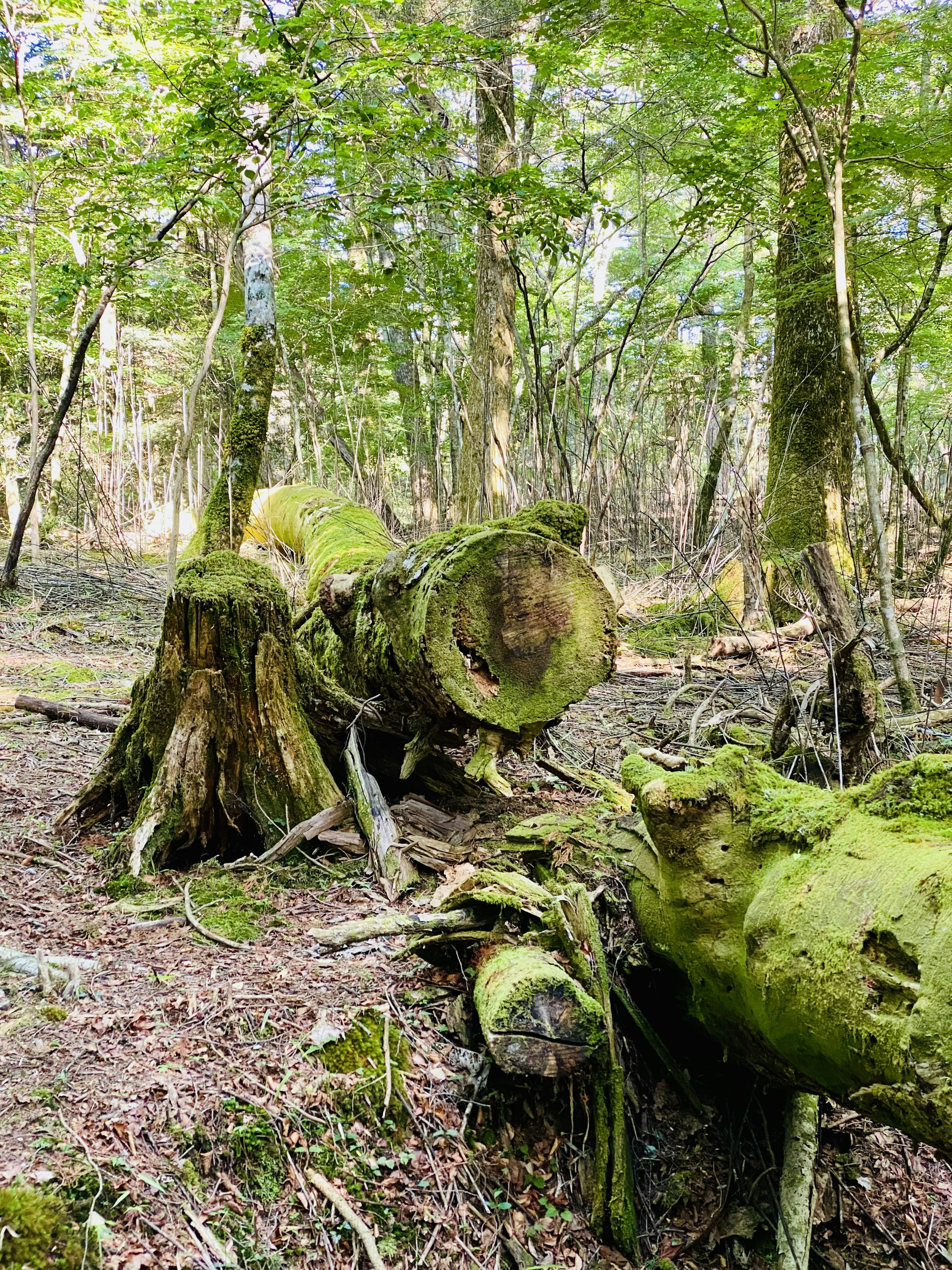 Tronchi d'albero coperti di muschio in una foresta rigogliosa