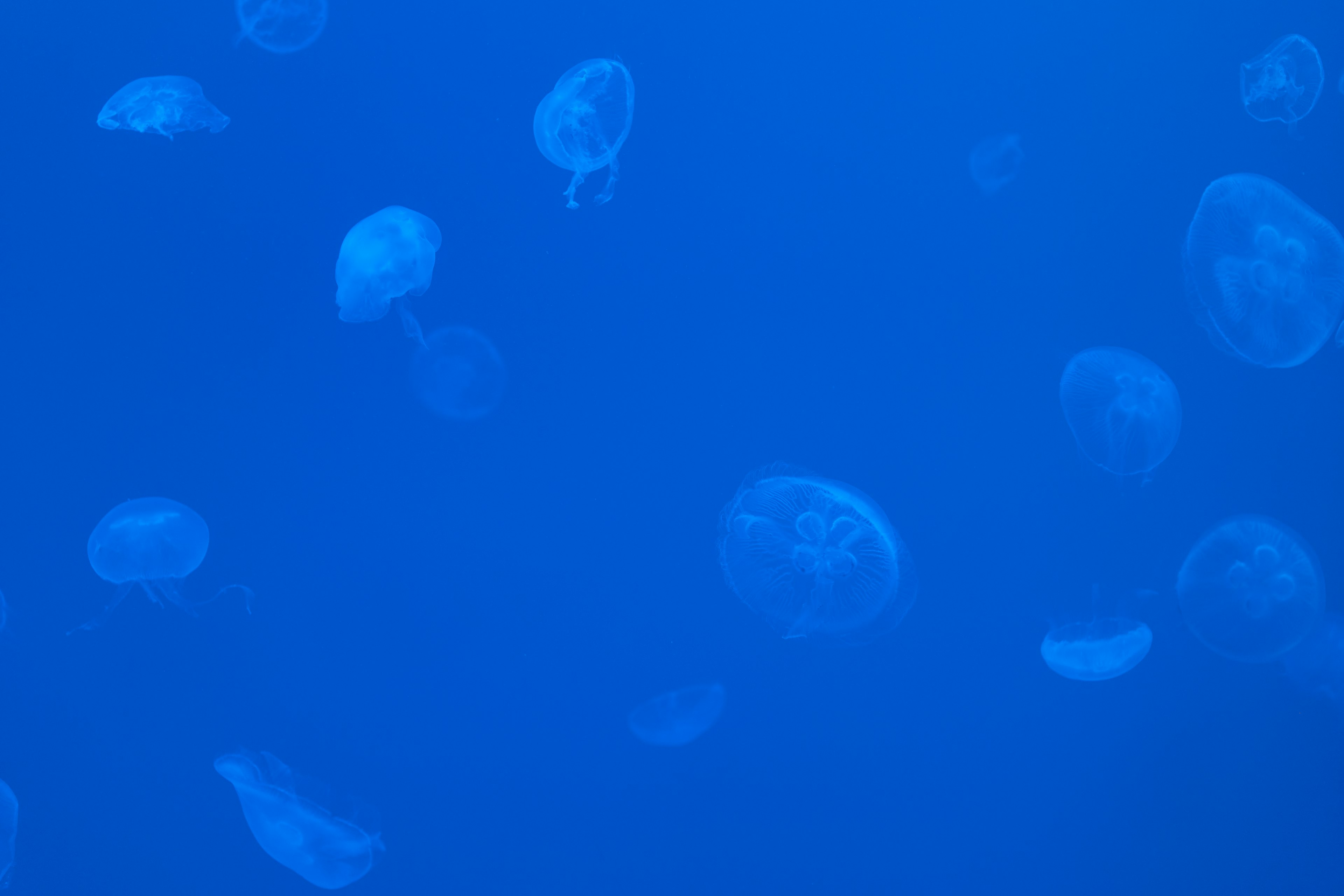 Eine Gruppe von Quallen, die im blauen Wasser treiben