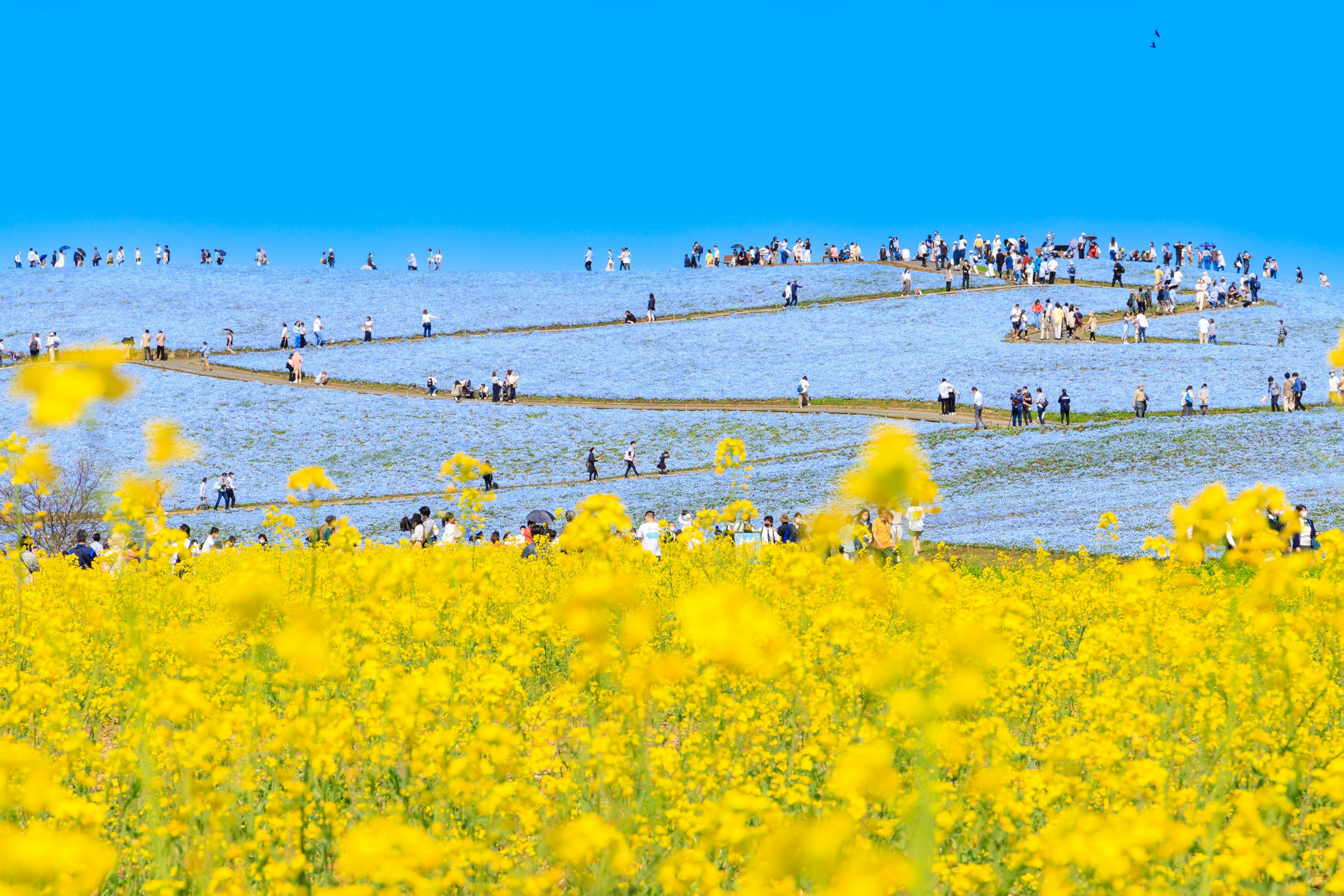 Un paysage avec des fleurs jaunes sous un ciel bleu et des gens rassemblés