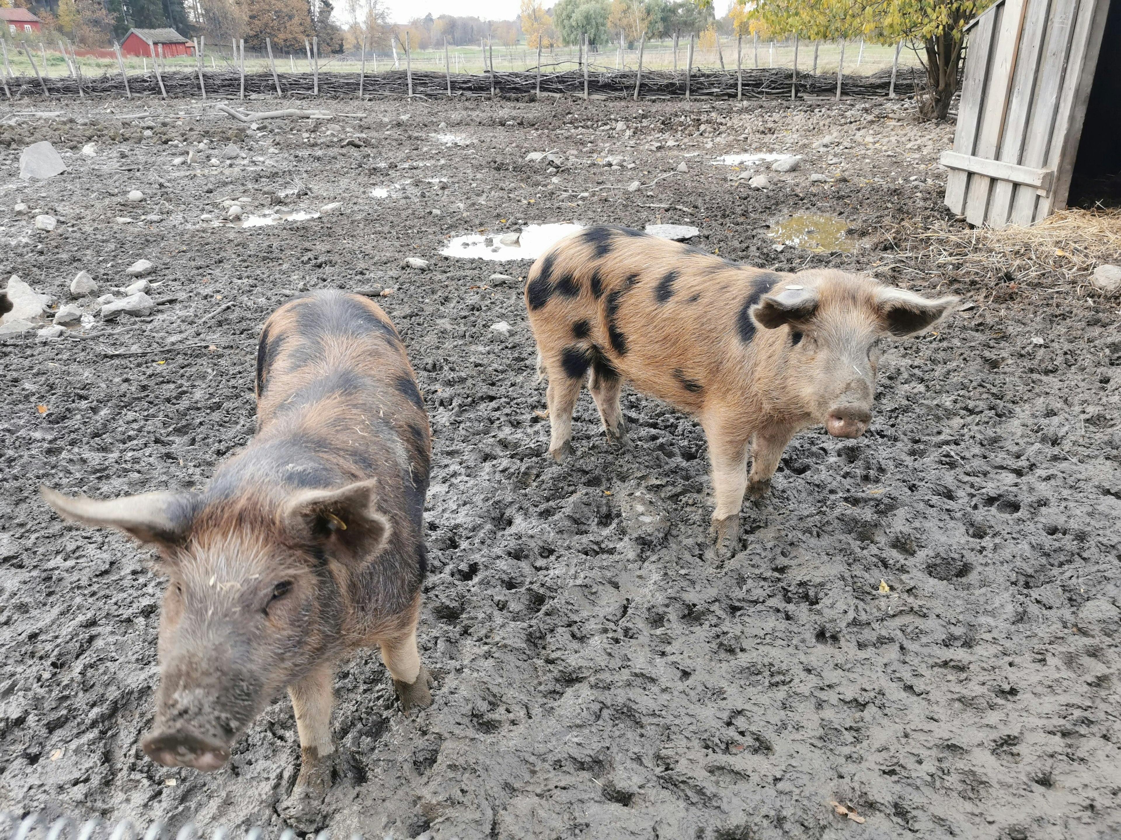 Zwei Schweine, die auf einem schlammigen Boden neben einer Scheune stehen