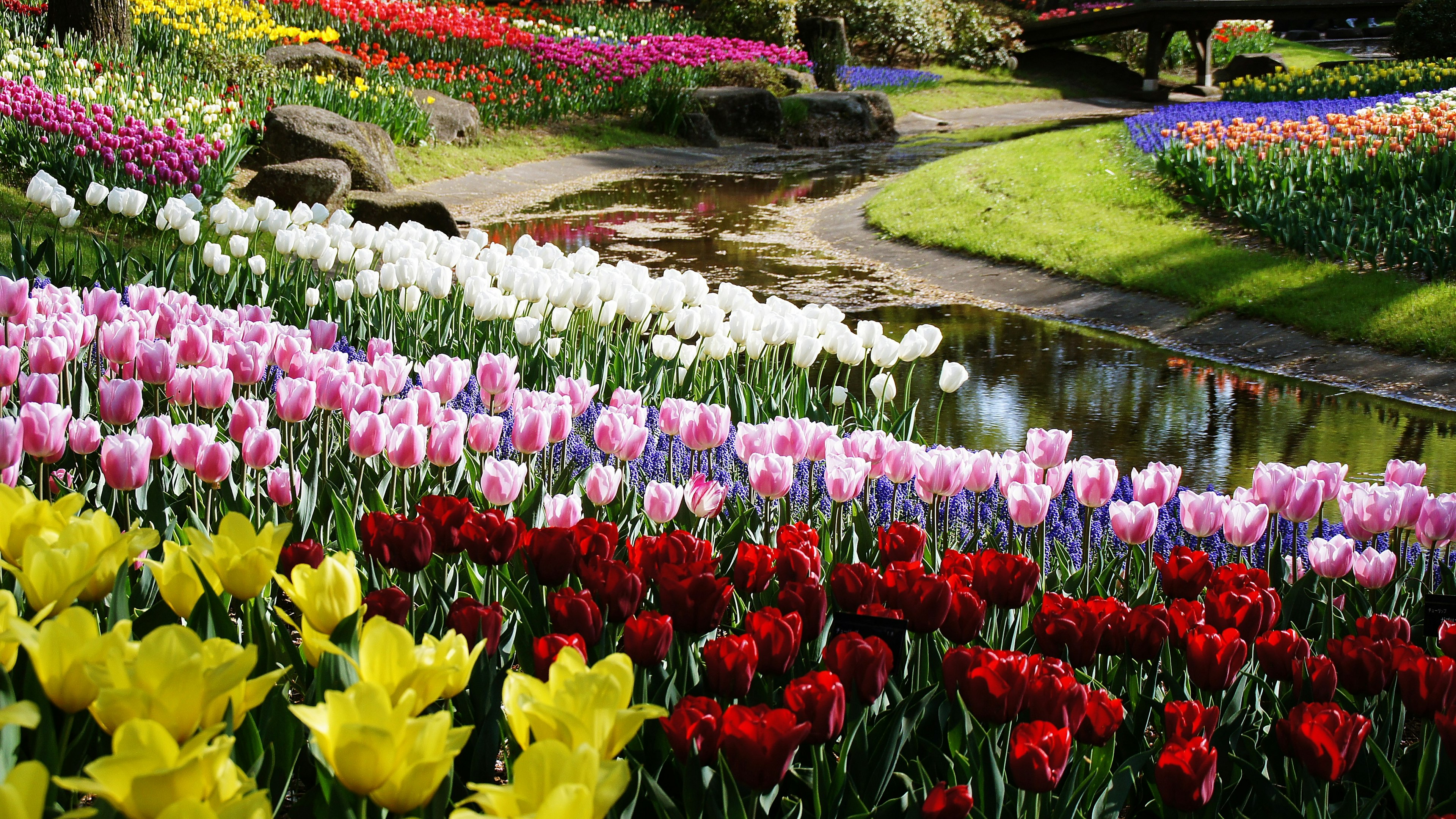 Vibrant garden landscape filled with colorful tulips and a serene pond