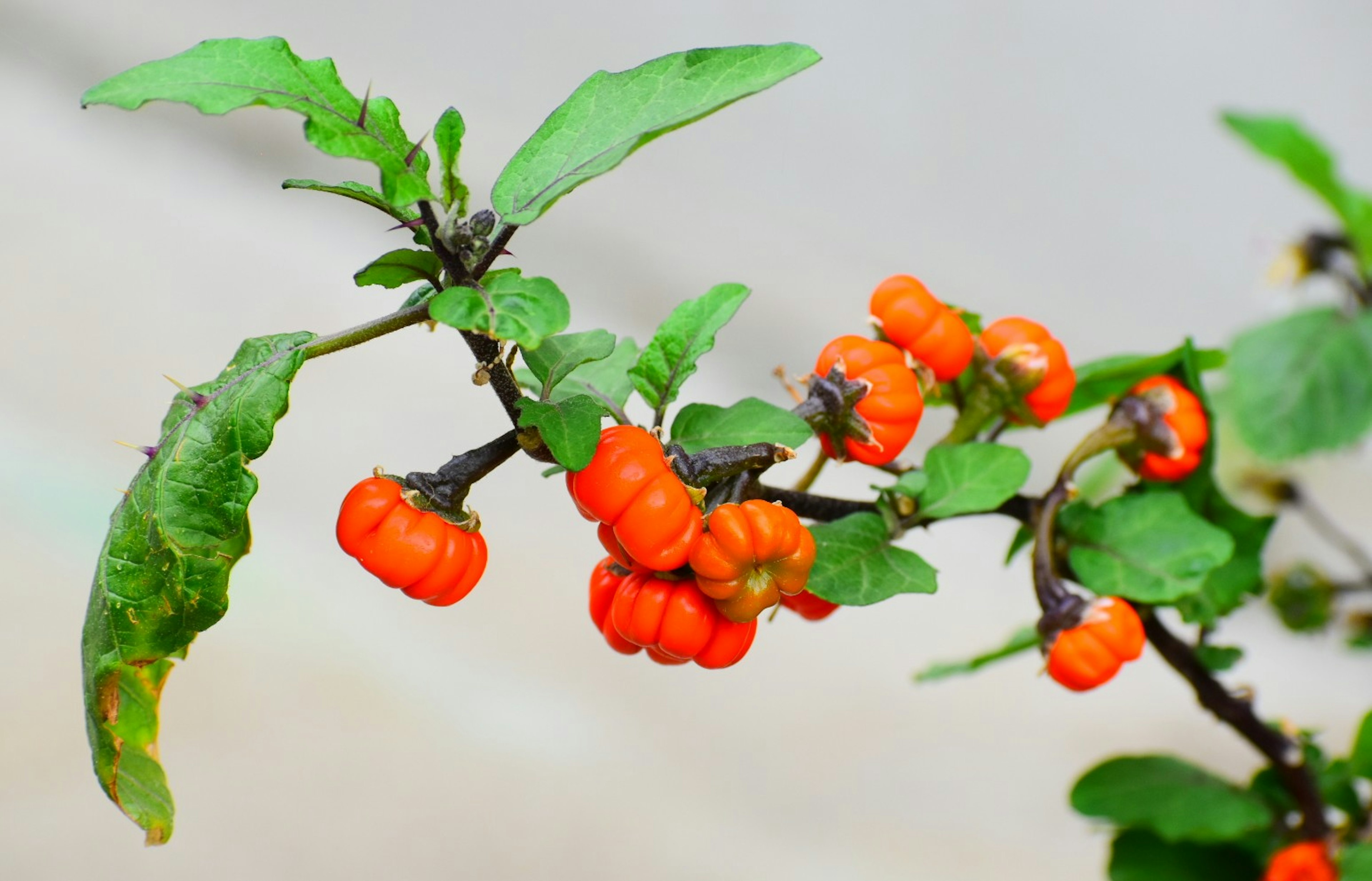 Branch with green leaves and bright orange fruits