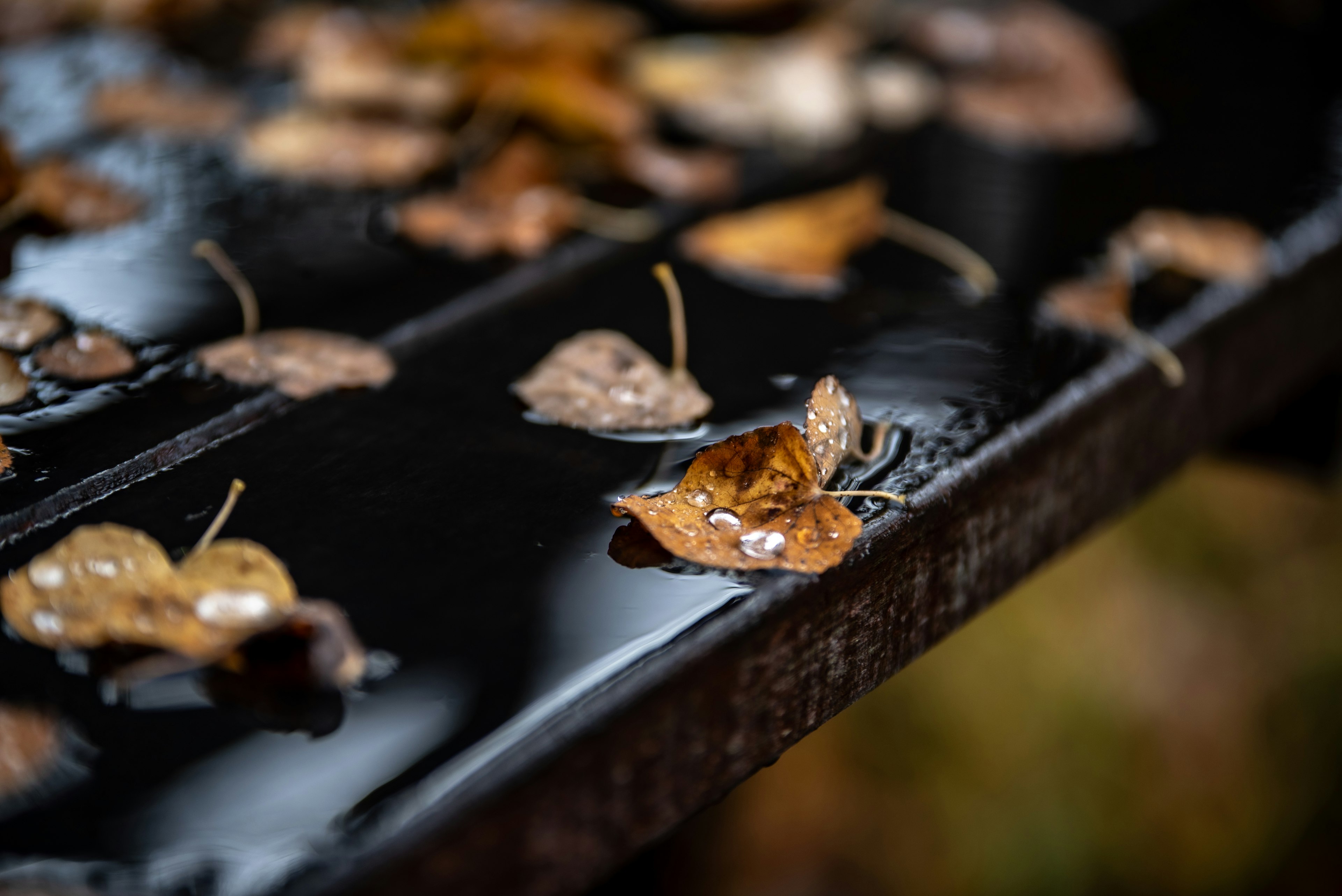 Feuilles brunes éparpillées sur une surface noire humide