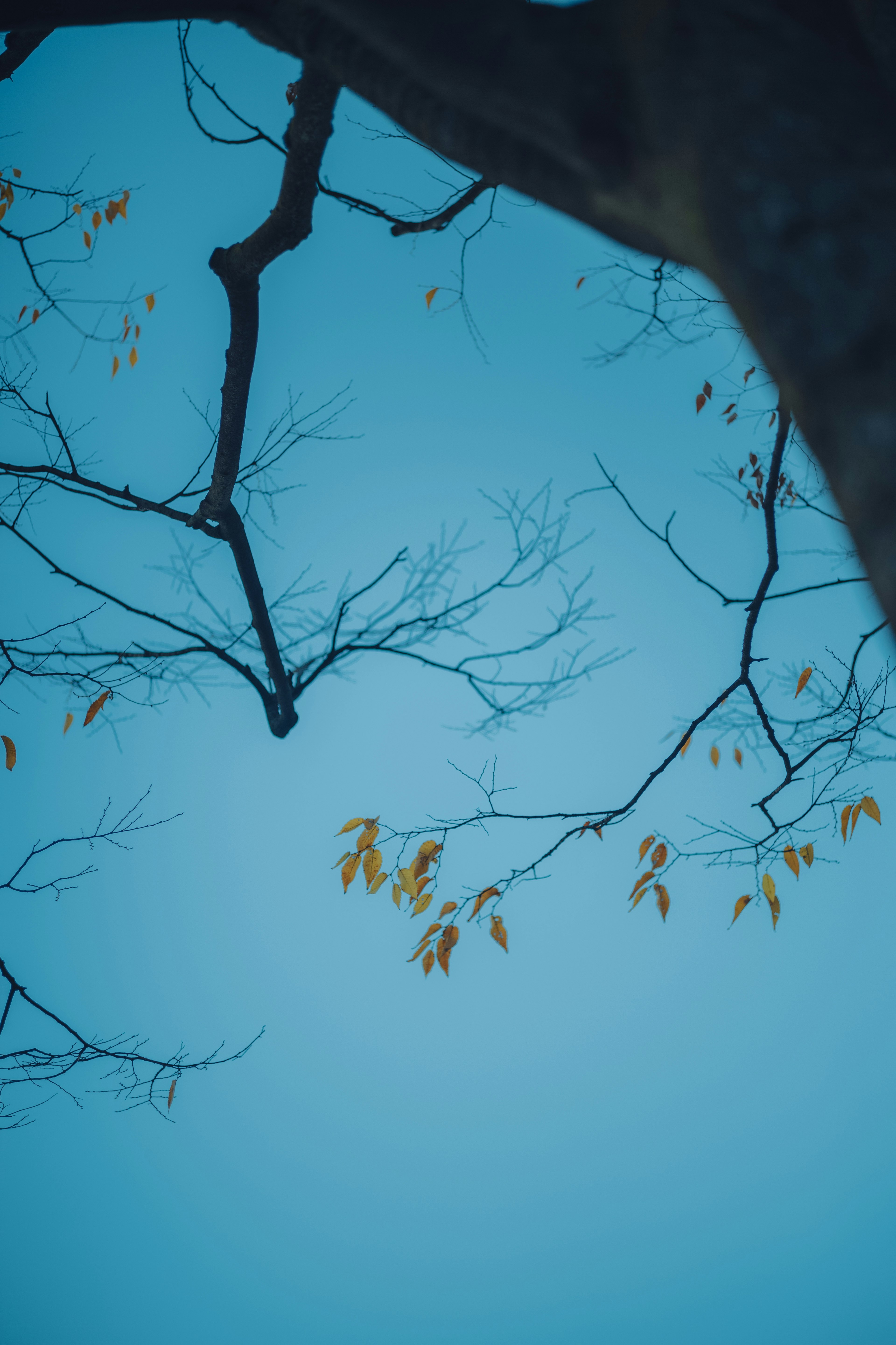 Branches d'arbre avec des feuilles jaunes sur fond bleu