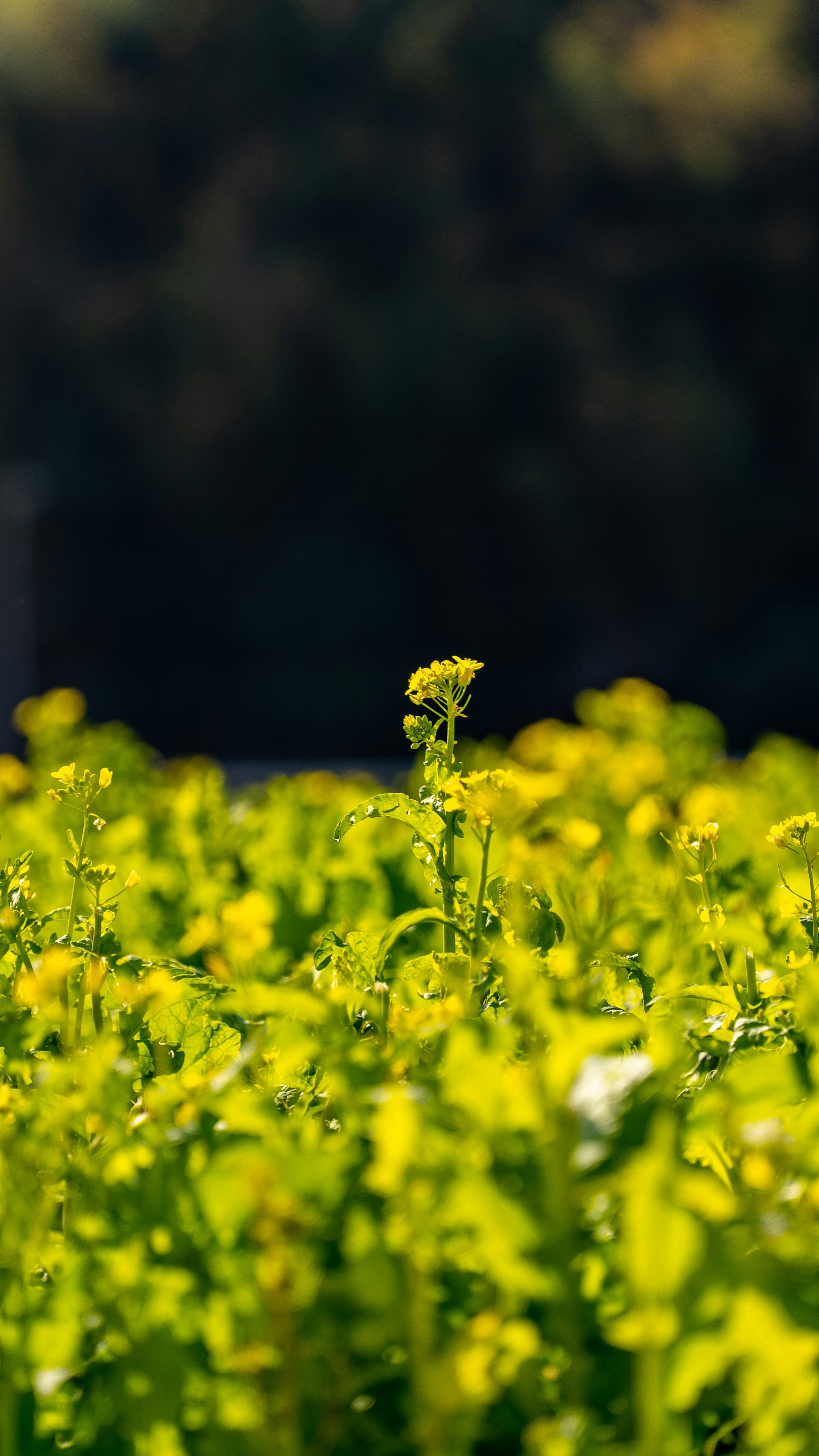 Un gros plan d'un champ de colza avec des fleurs jaunes vives et des feuilles vertes luxuriantes