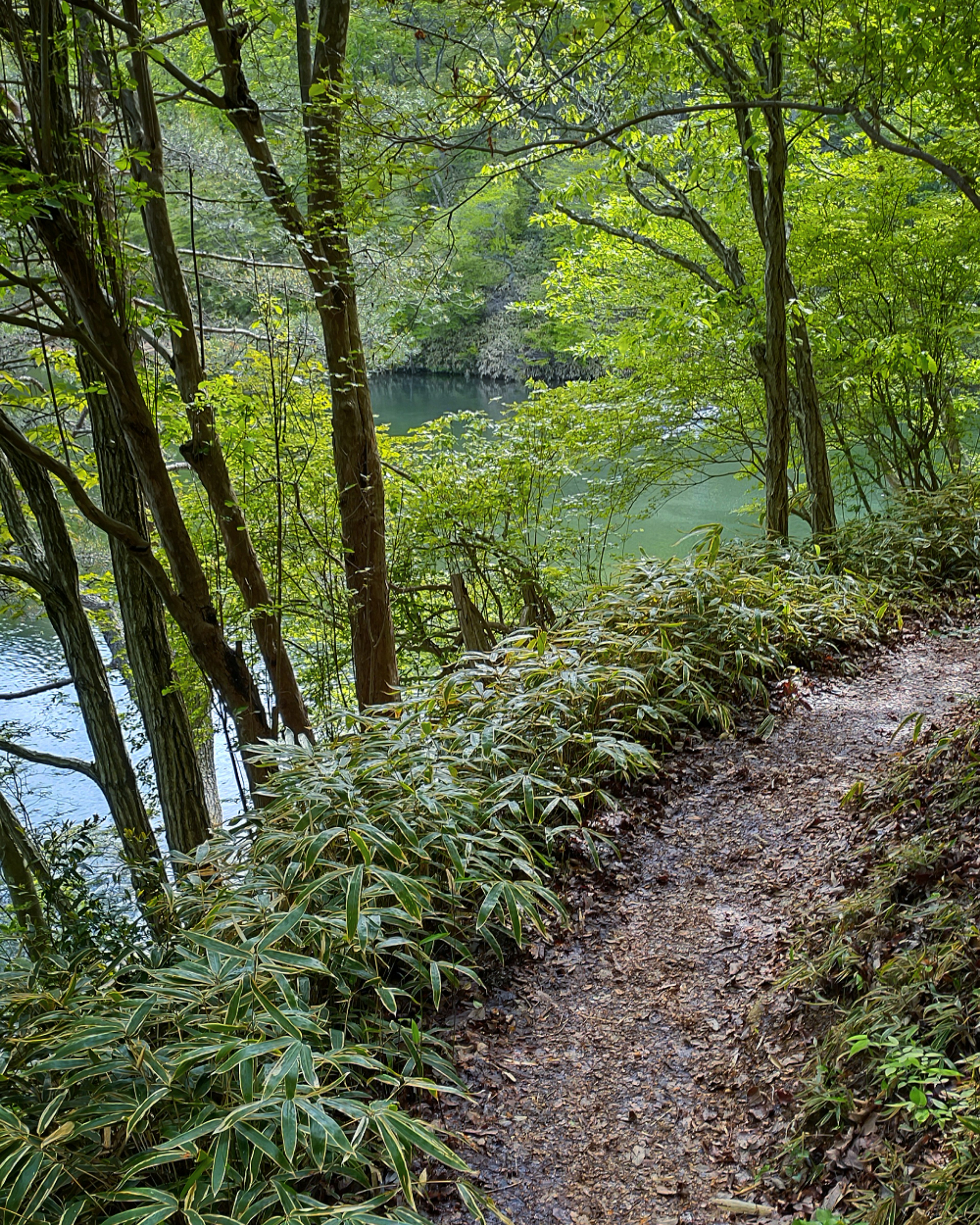 A winding path surrounded by green trees leading to a tranquil lake