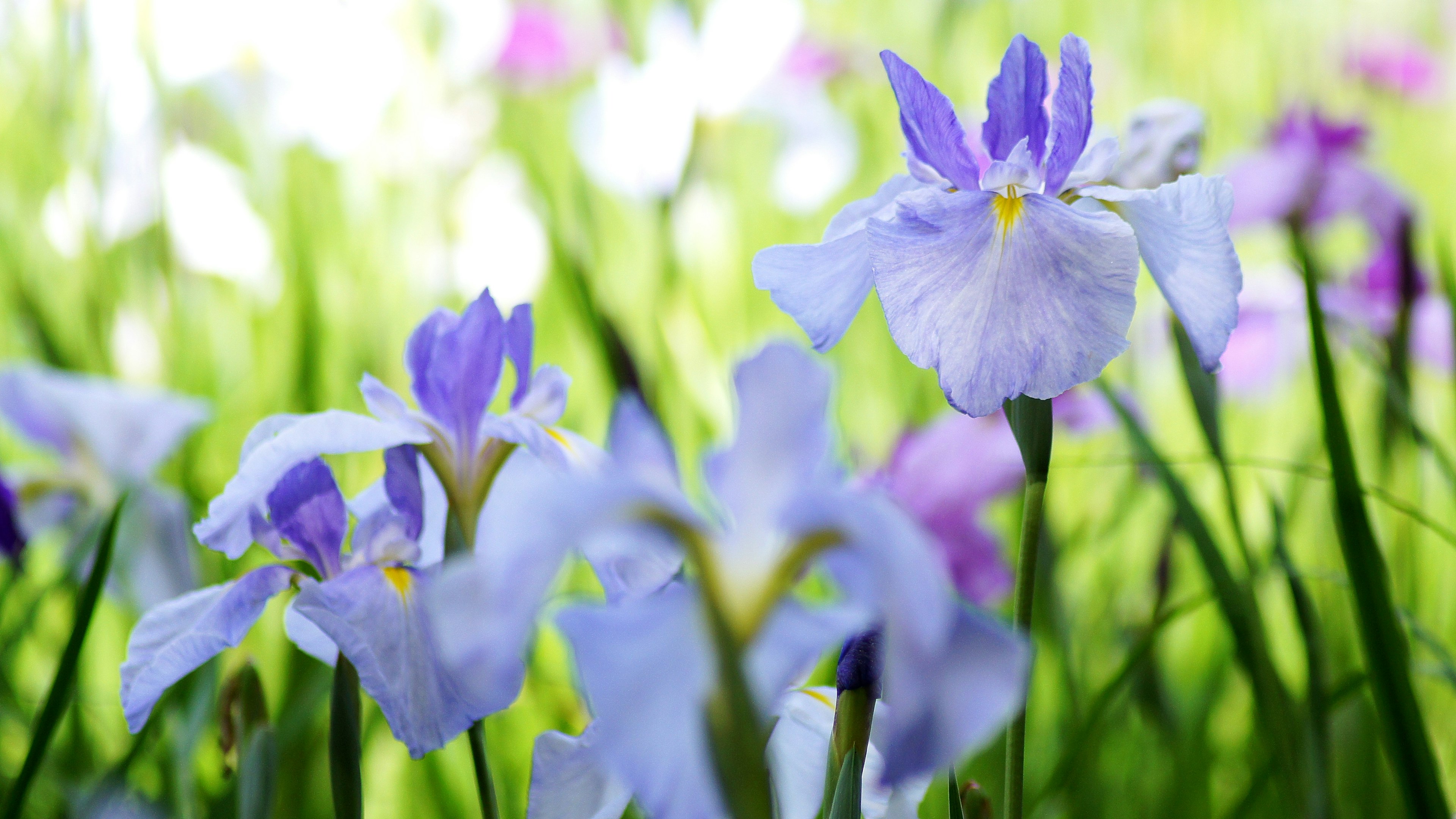 Imagen de un prado con flores moradas claras en flor