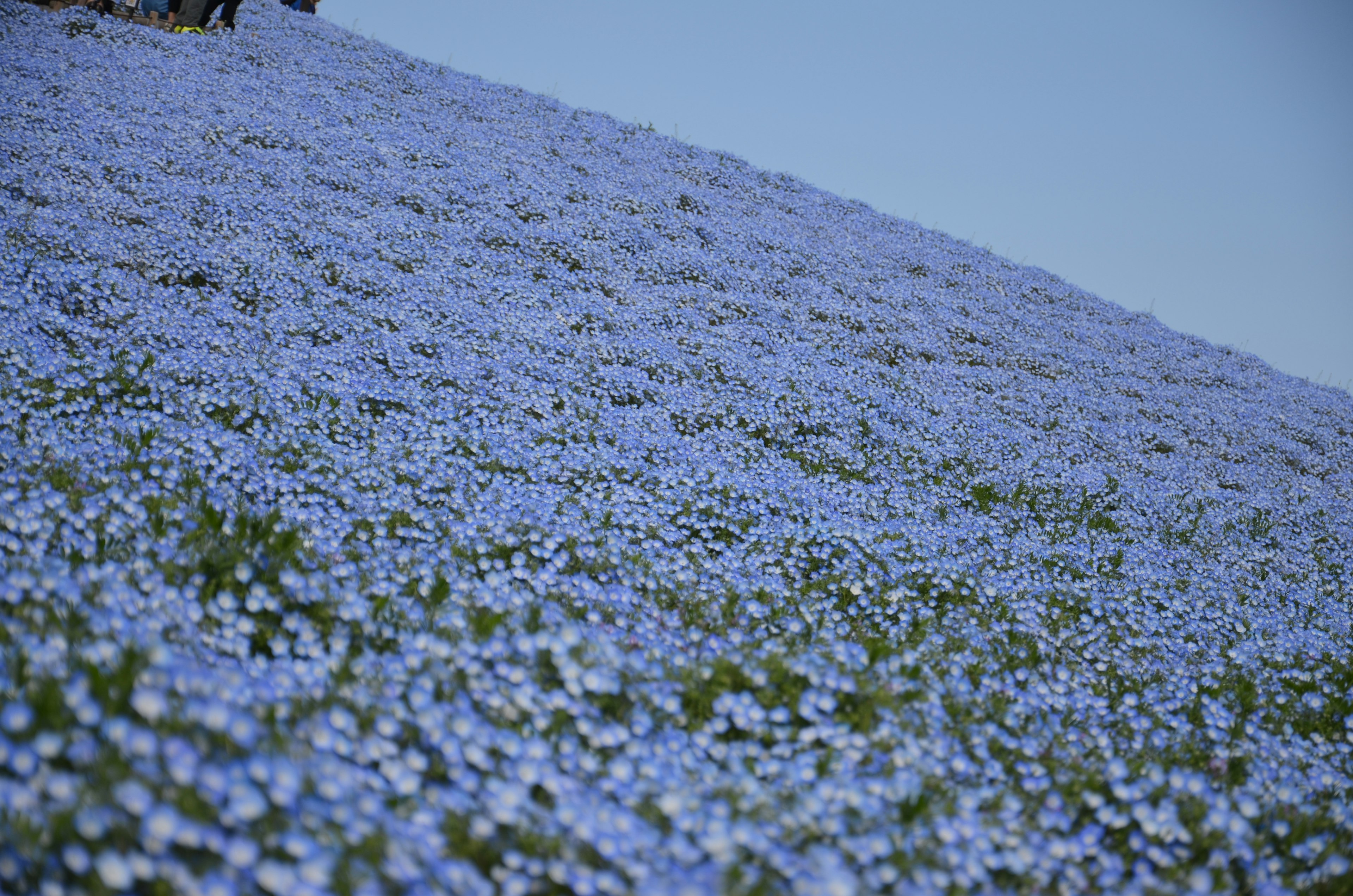 Un paysage de colline recouvert de fleurs bleues en fleurs