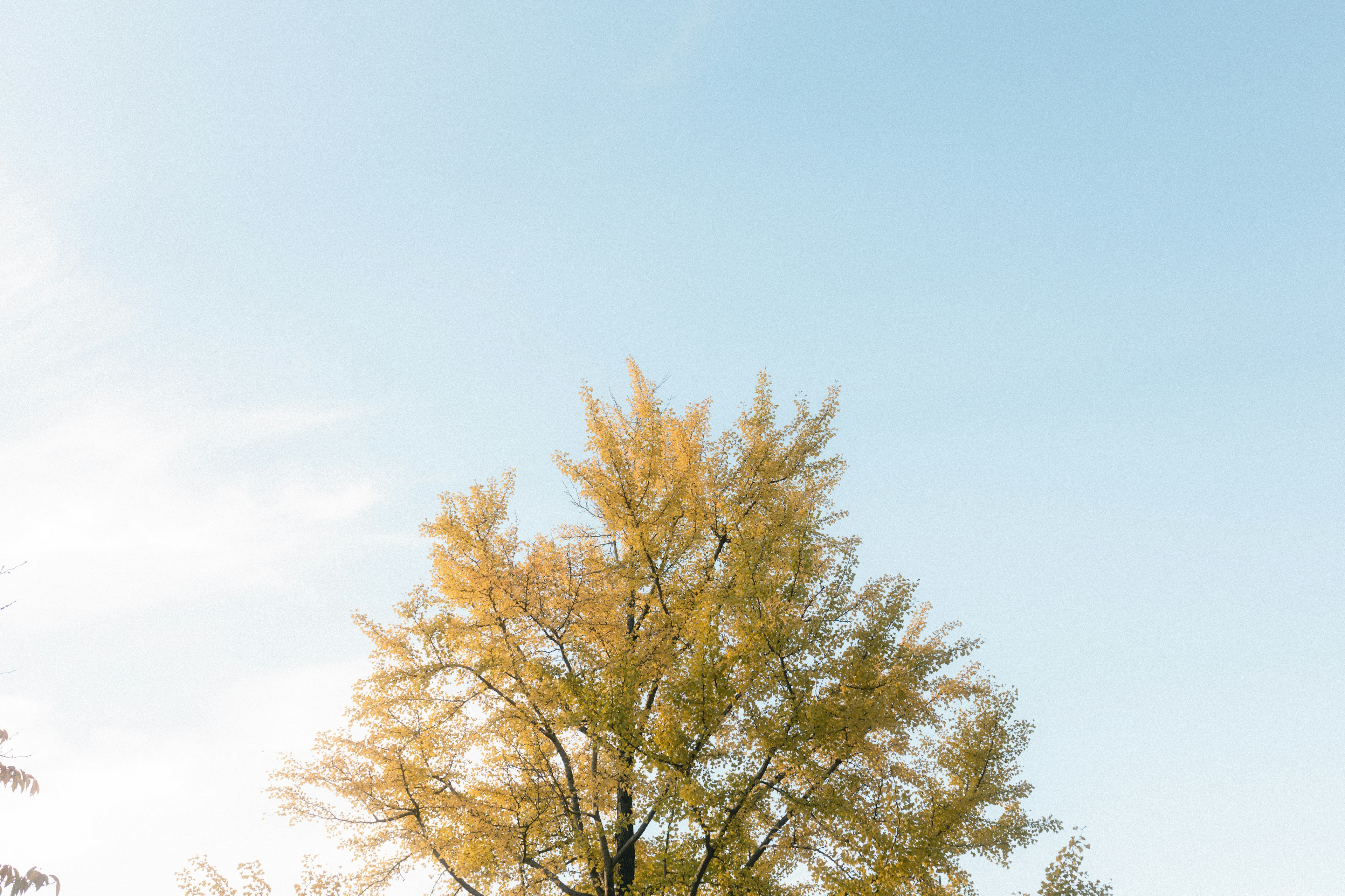 Ein Baum mit gelben Blättern unter einem blauen Himmel