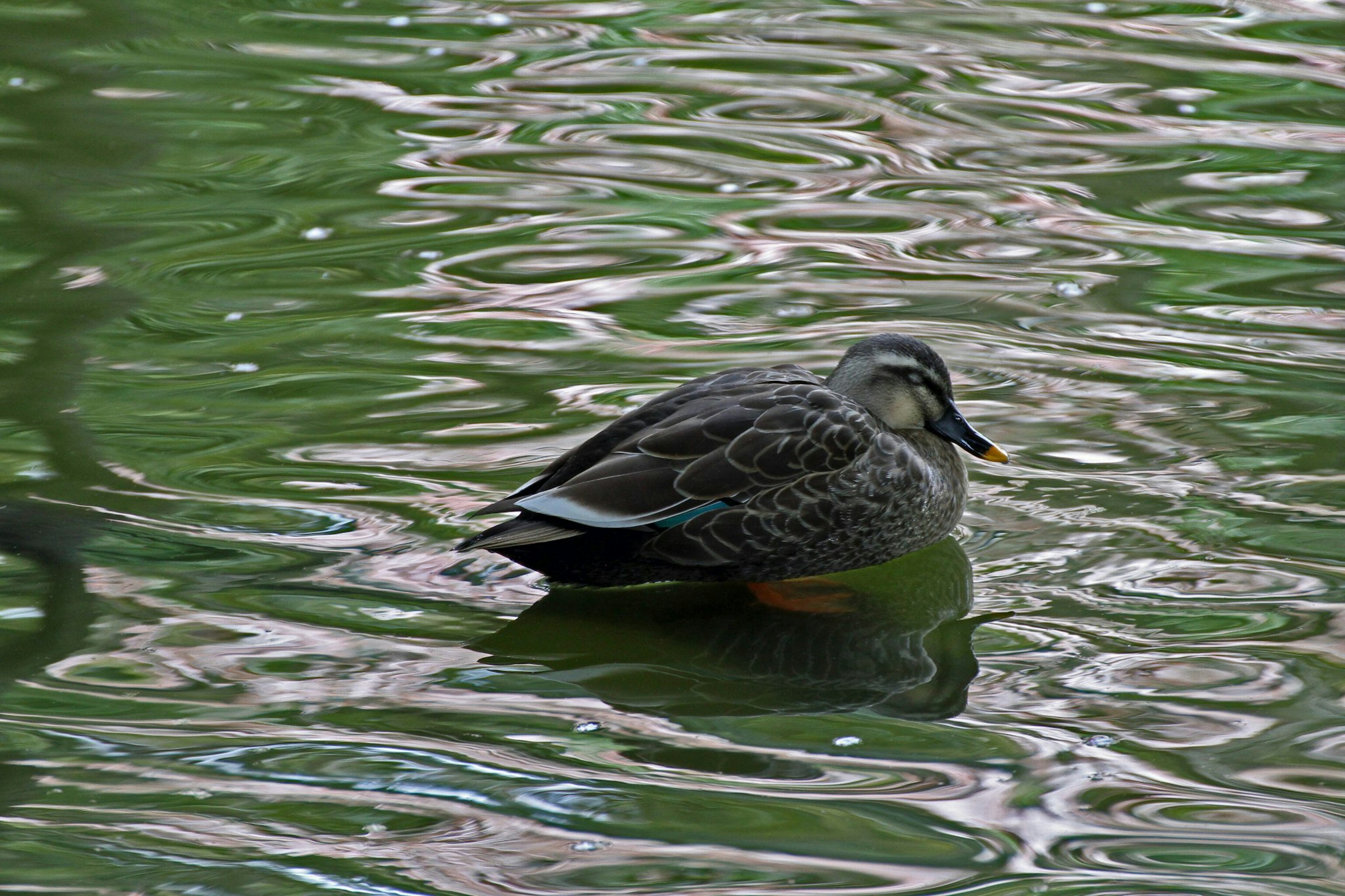 Eine Ente, die auf grünem Wasser mit Wellen schwimmt