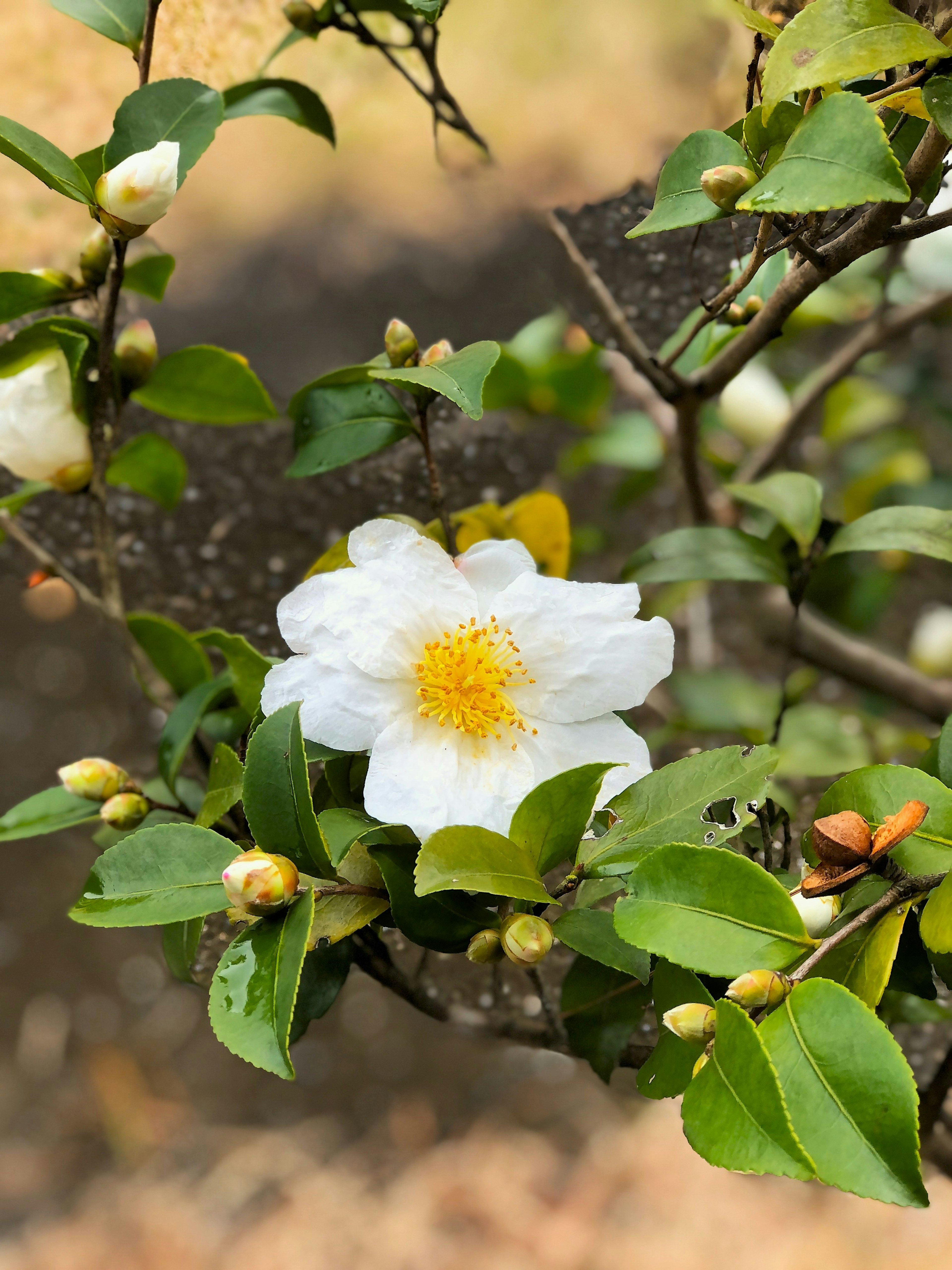 A branch featuring a white flower and green leaves