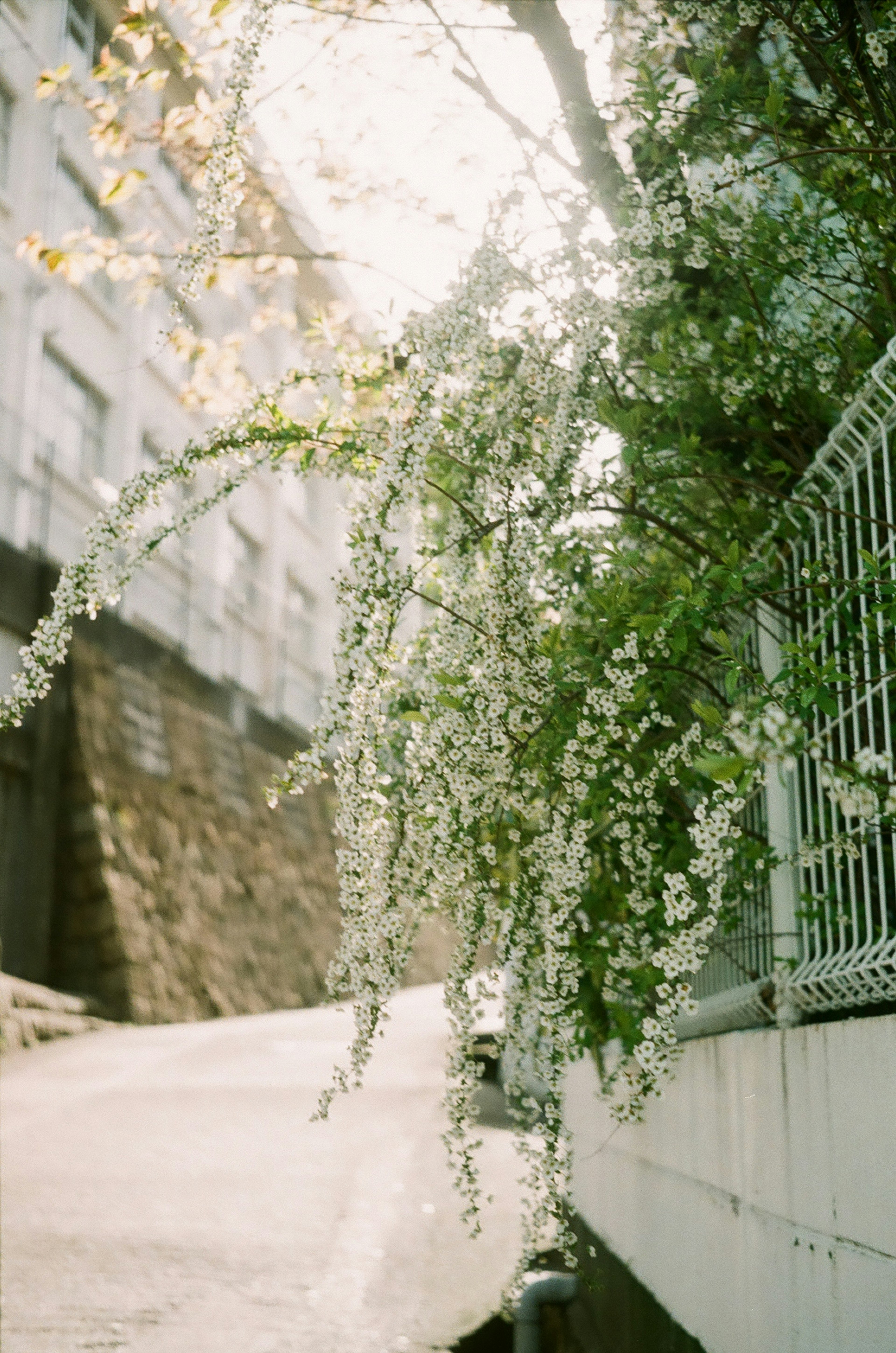 A scenic view featuring cascading white flowers and lush green leaves in sunlight