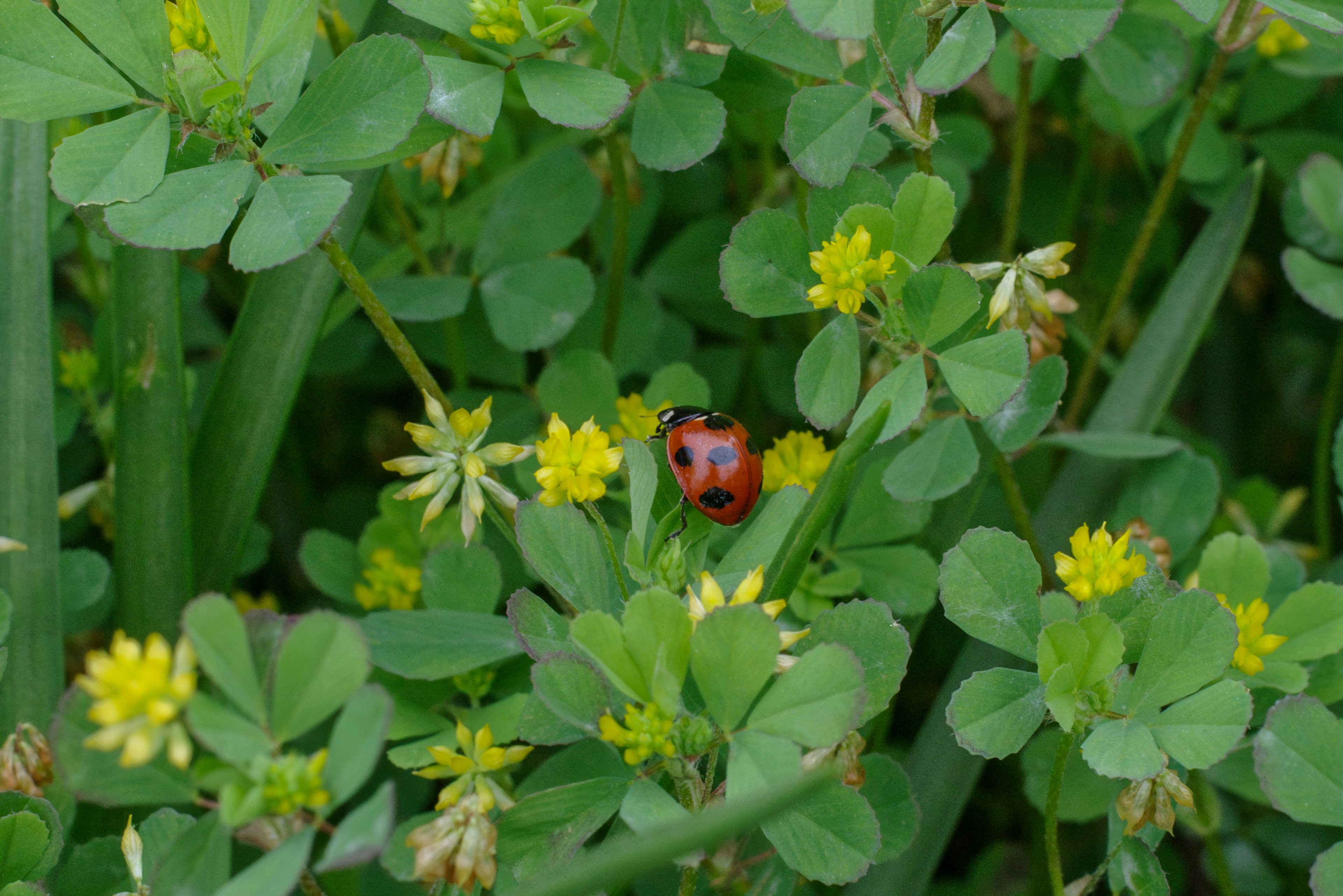 Una coccinella rossa tra foglie di trifoglio verde e fiori gialli