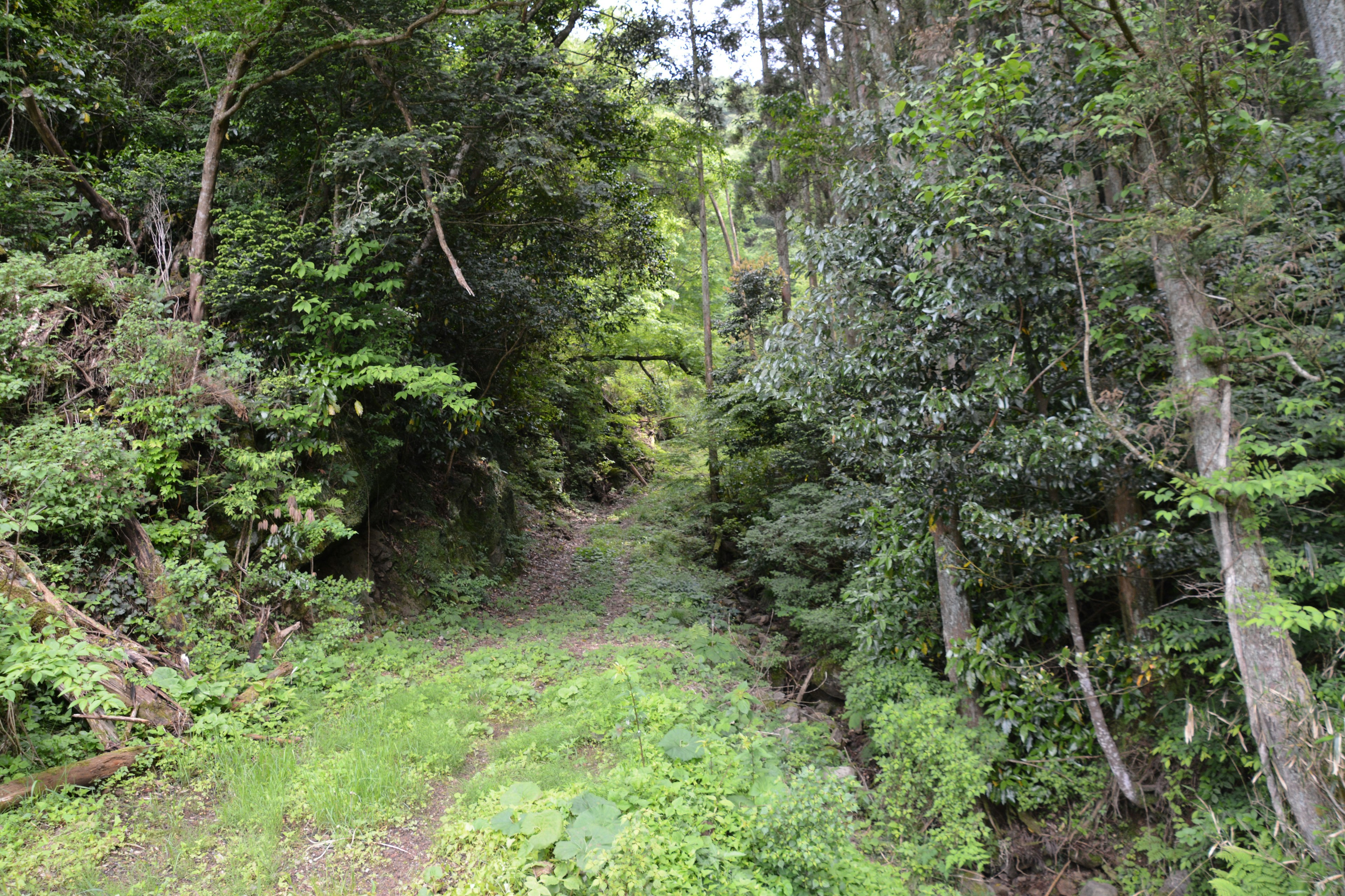 Un sentiero forestale rigoglioso circondato da verde