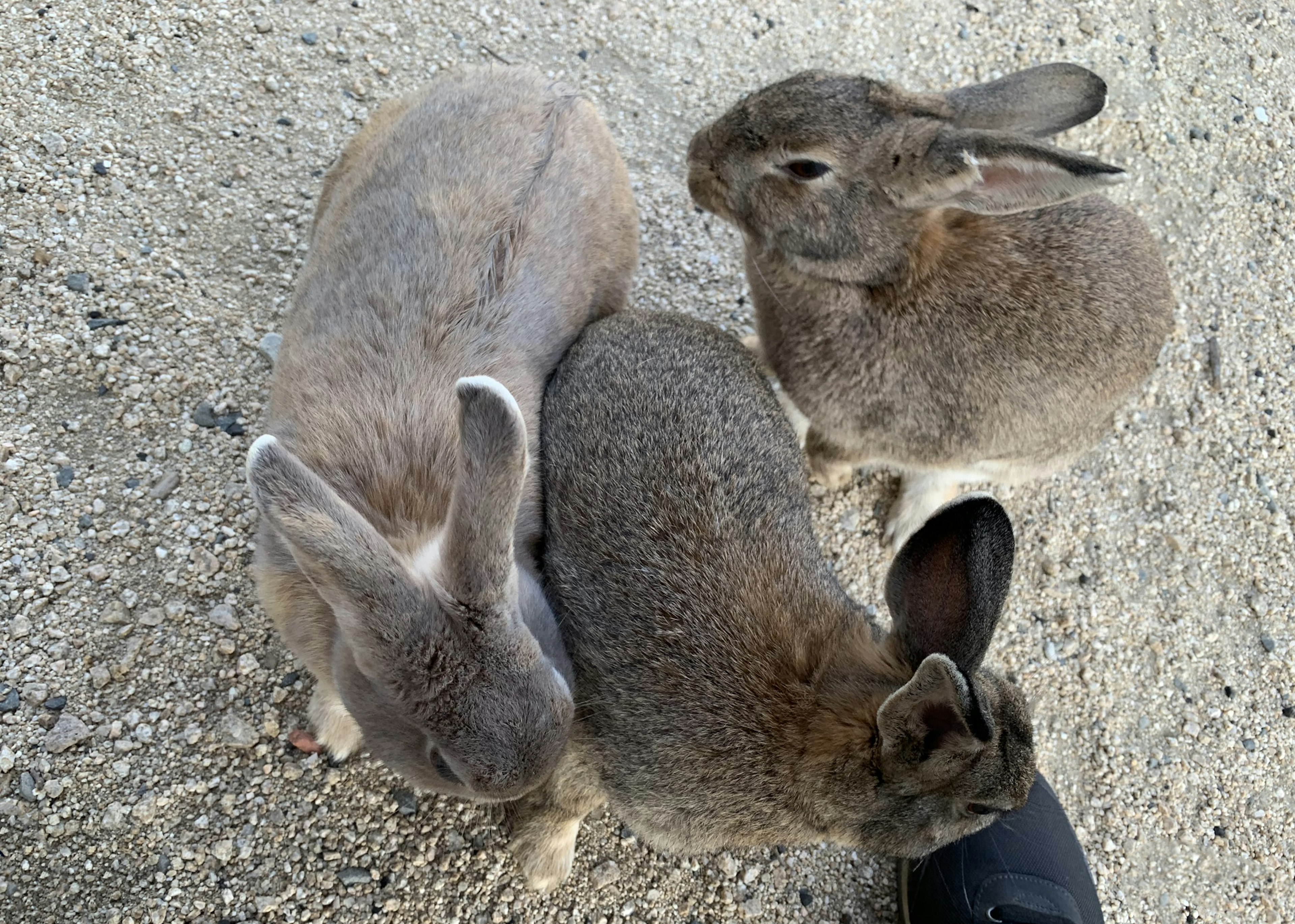 三匹のウサギが地面に集まっている