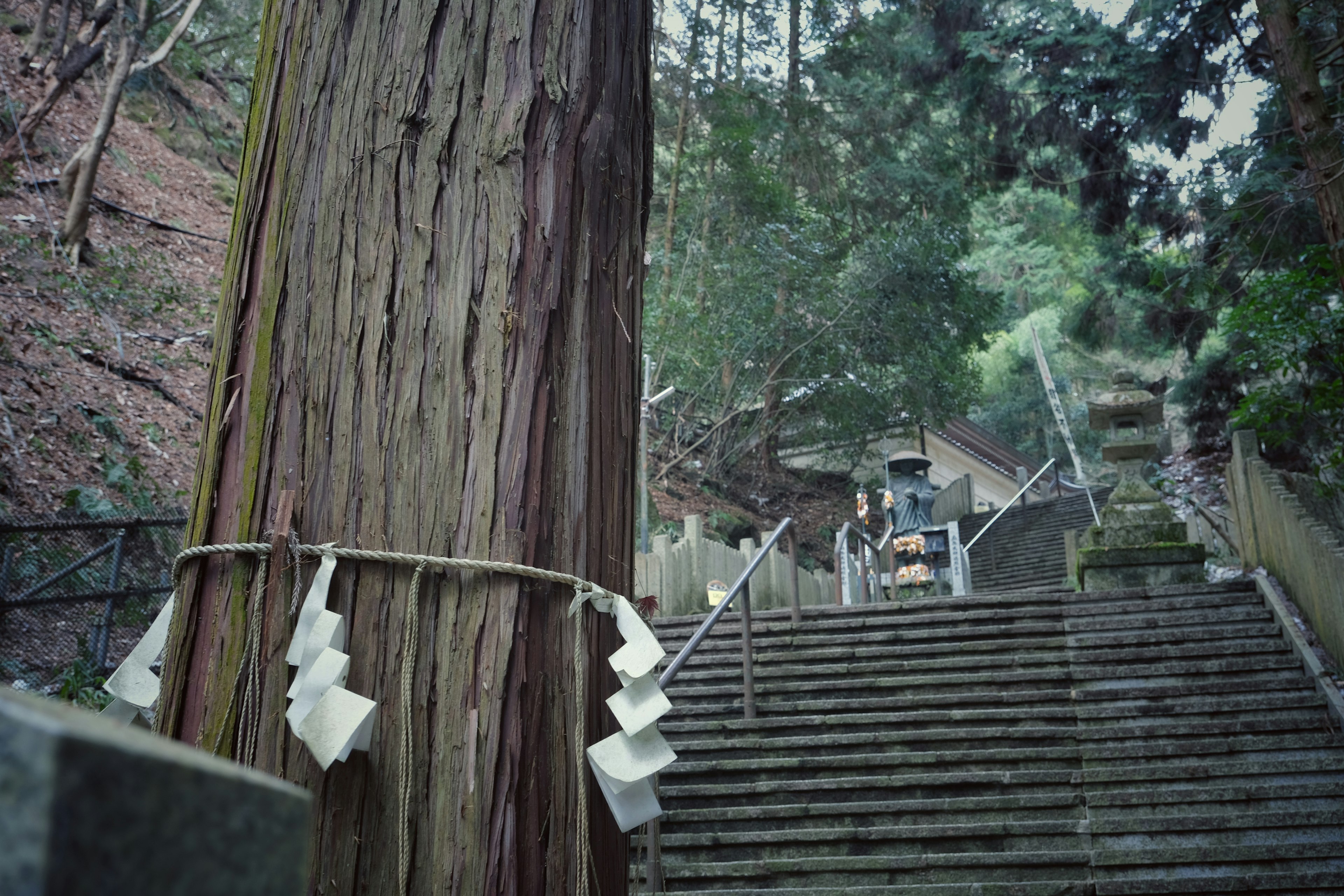 Ein großer Baum in der Nähe einer Treppe zu einem Schrein mit weißen Shide-Dekorationen