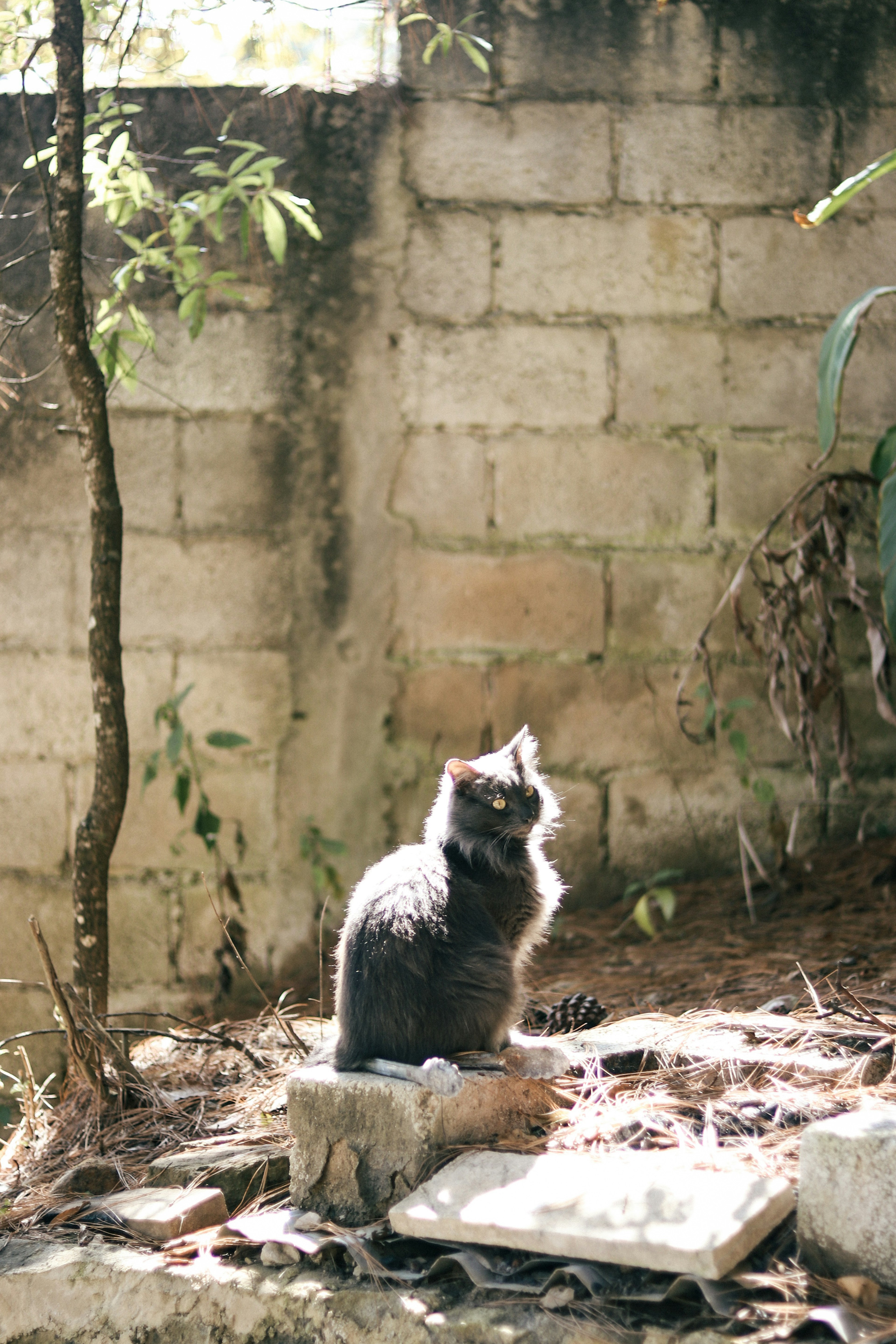 Gatto grigio seduto di fronte a un muro di cemento