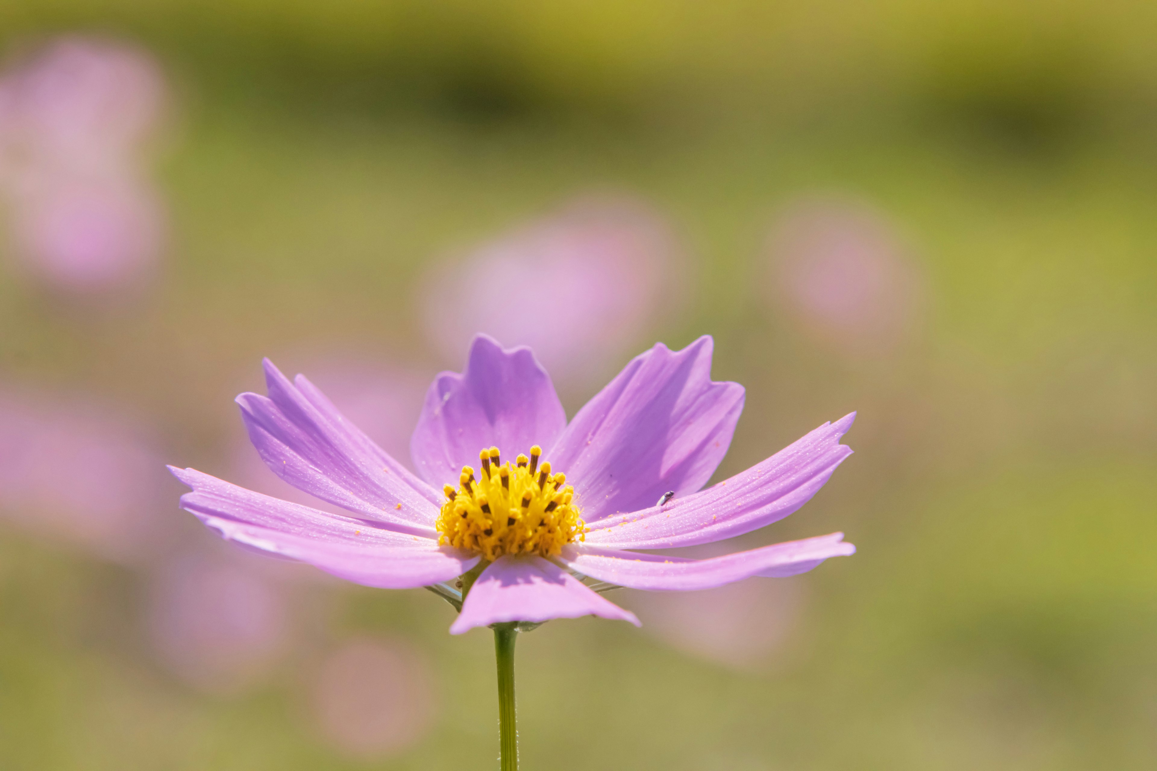 Gros plan d'une fleur violette délicate avec un centre jaune sur un fond vert flou