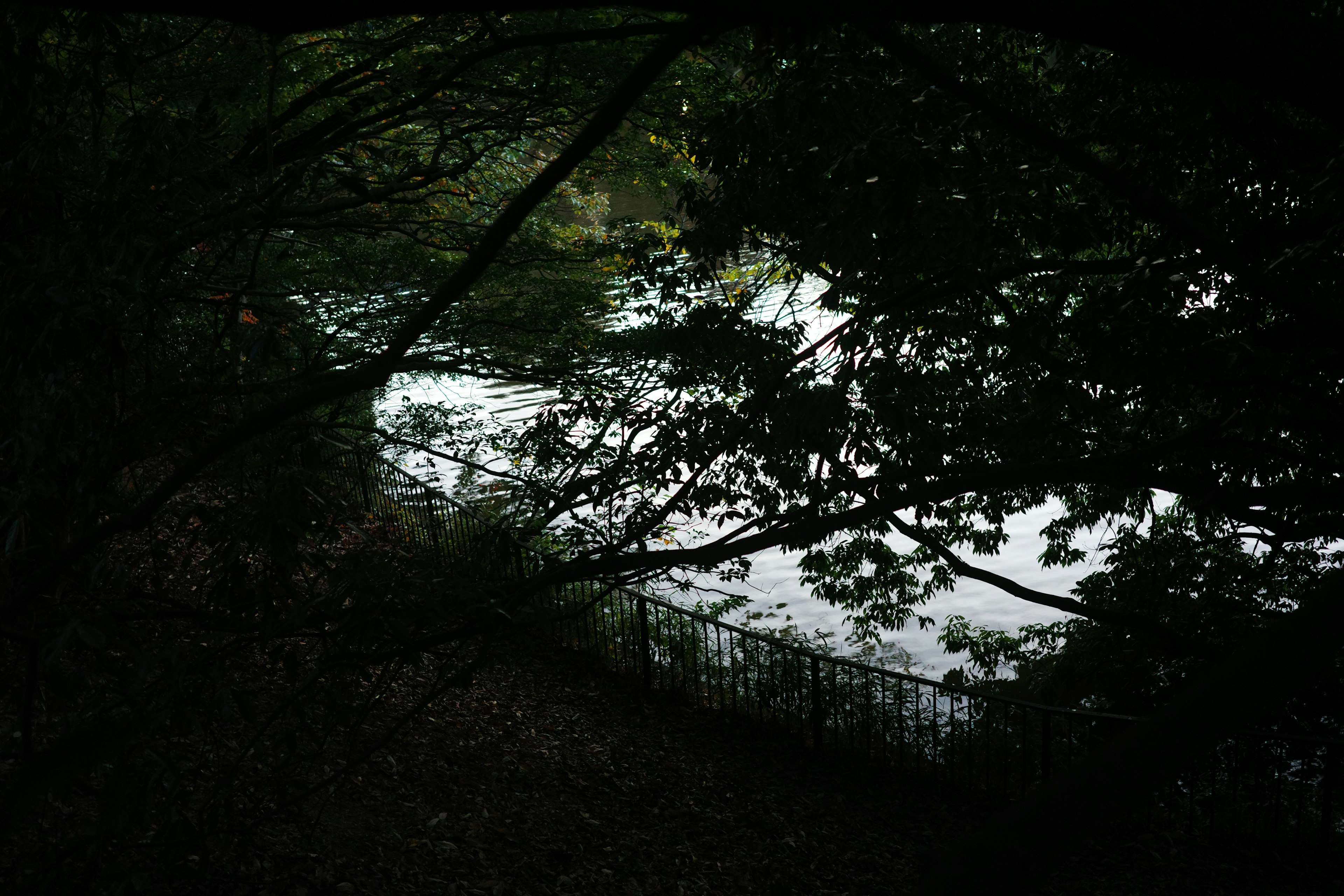 Blick auf einen Fluss, der durch Bäume fließt