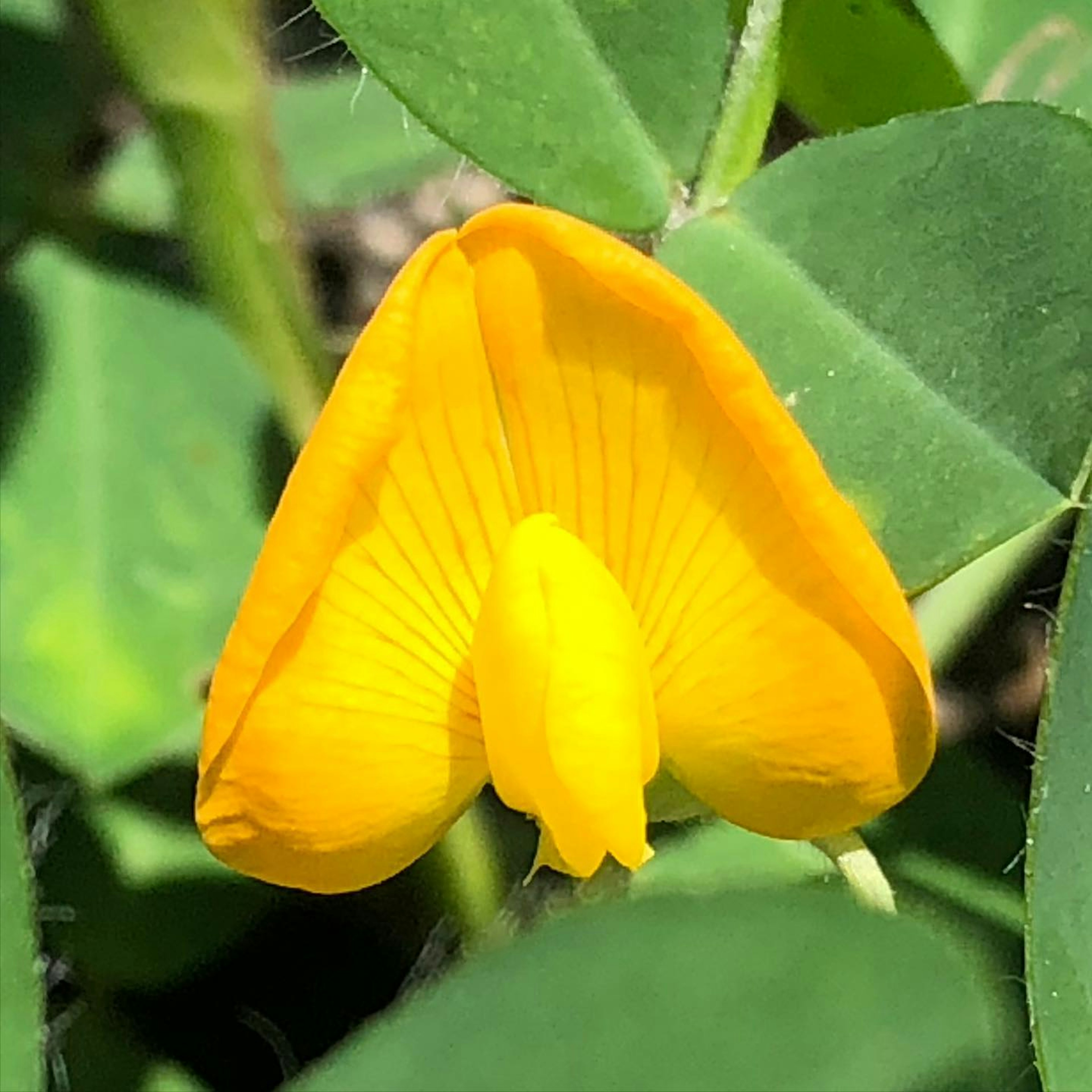 鮮やかな黄色の花が葉の間から顔を出している