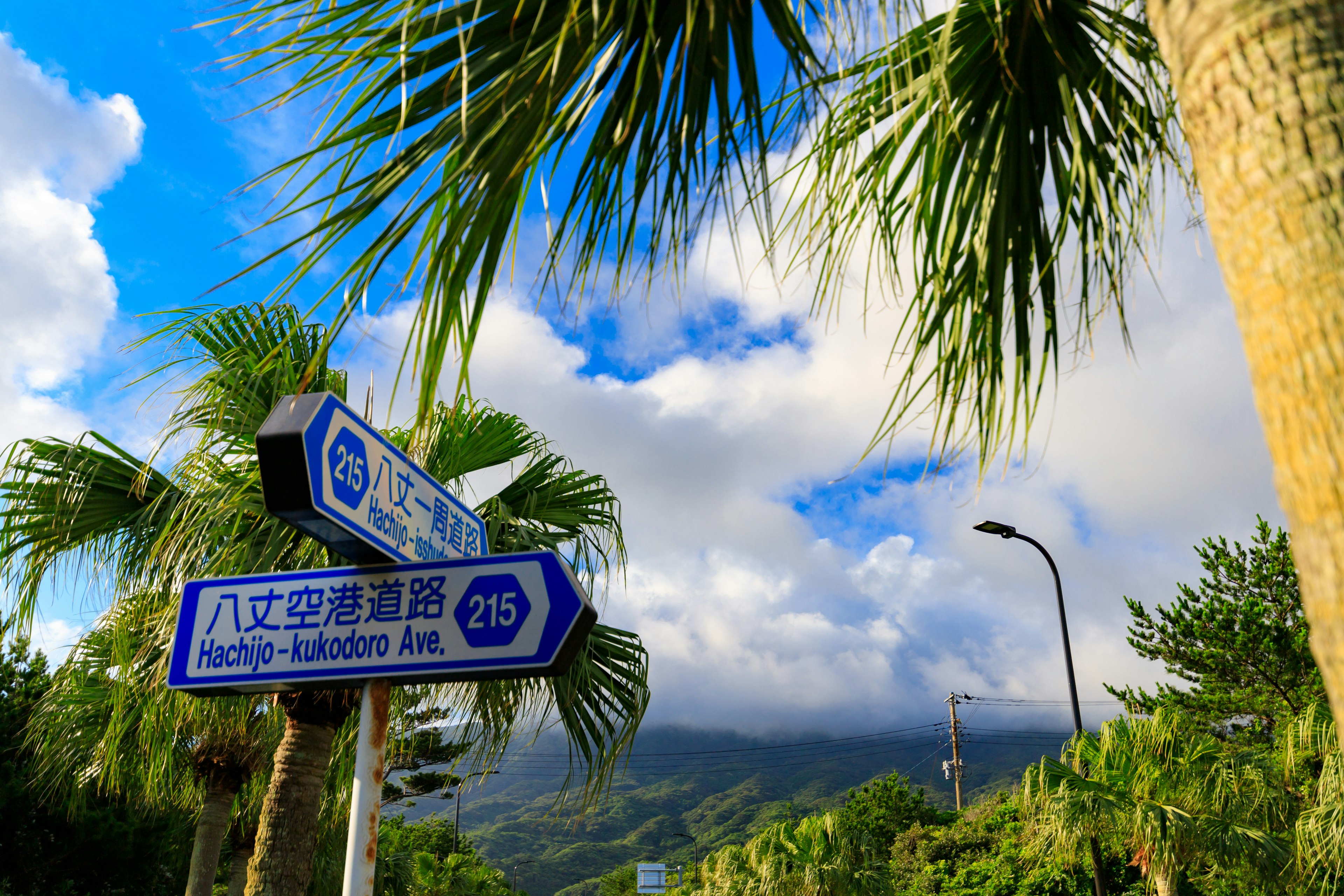 青空の下にある道路標識とヤシの木の風景