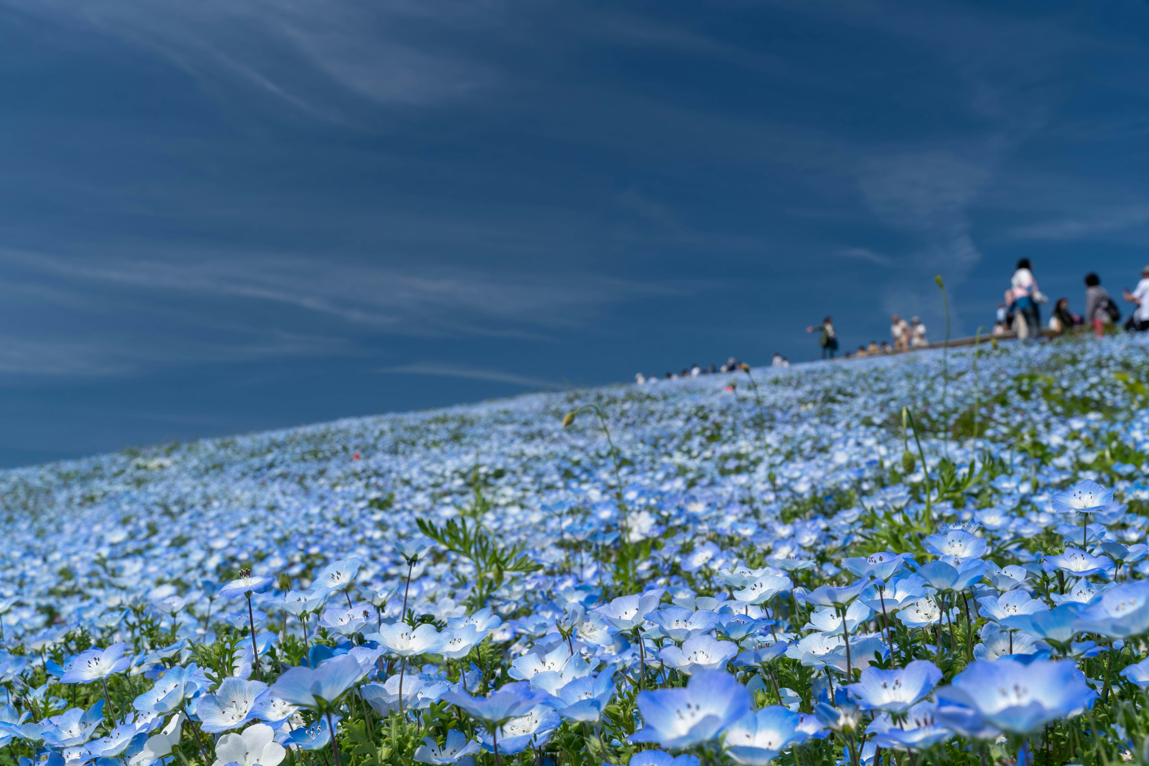 A hill covered with blue flowers and people sitting on top