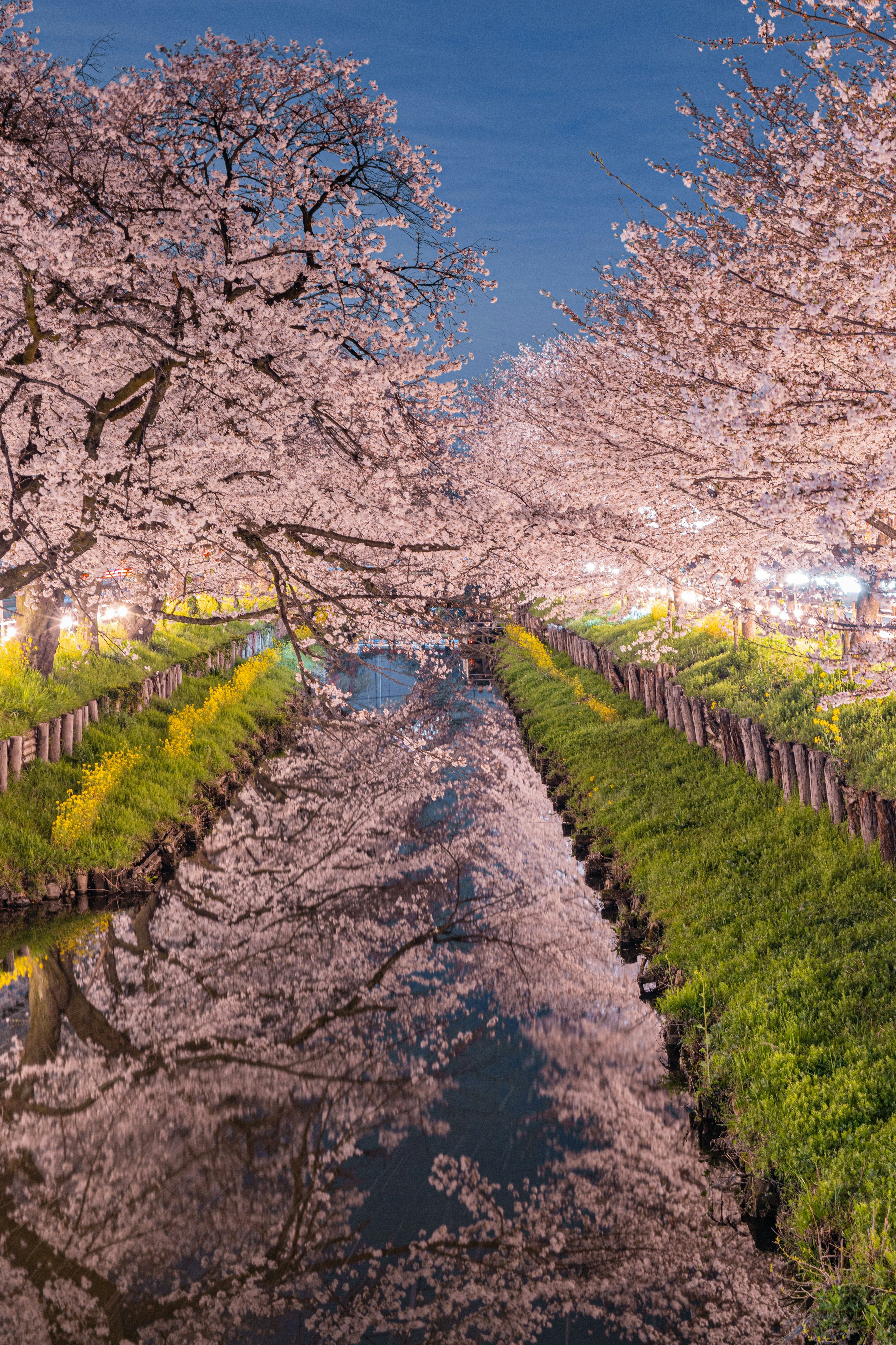 桜の木が並ぶ川岸の風景と水面に映る桜の花