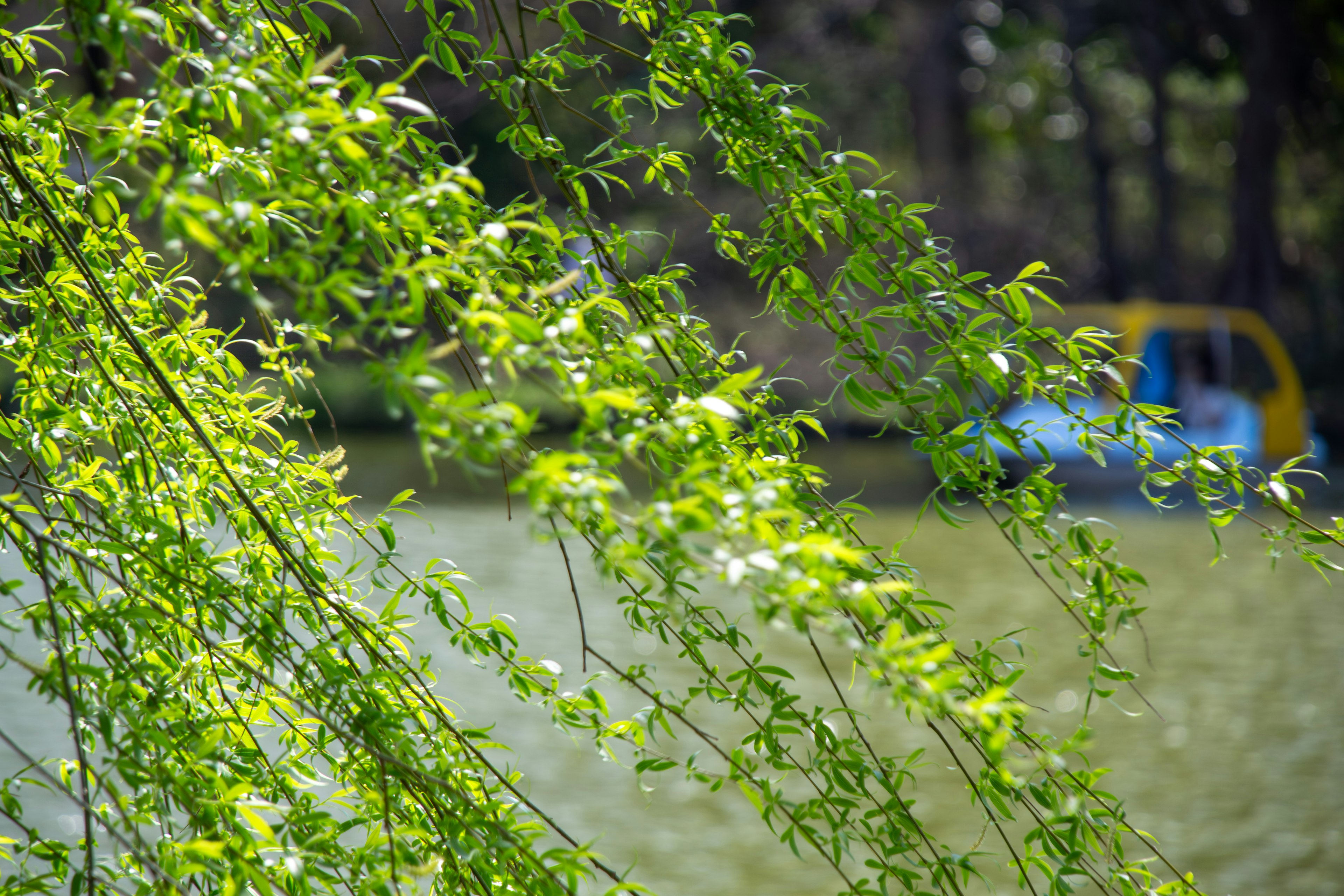 Grüne Blätter hängen über einer ruhigen Wasseroberfläche mit einem blauen Boot im Hintergrund