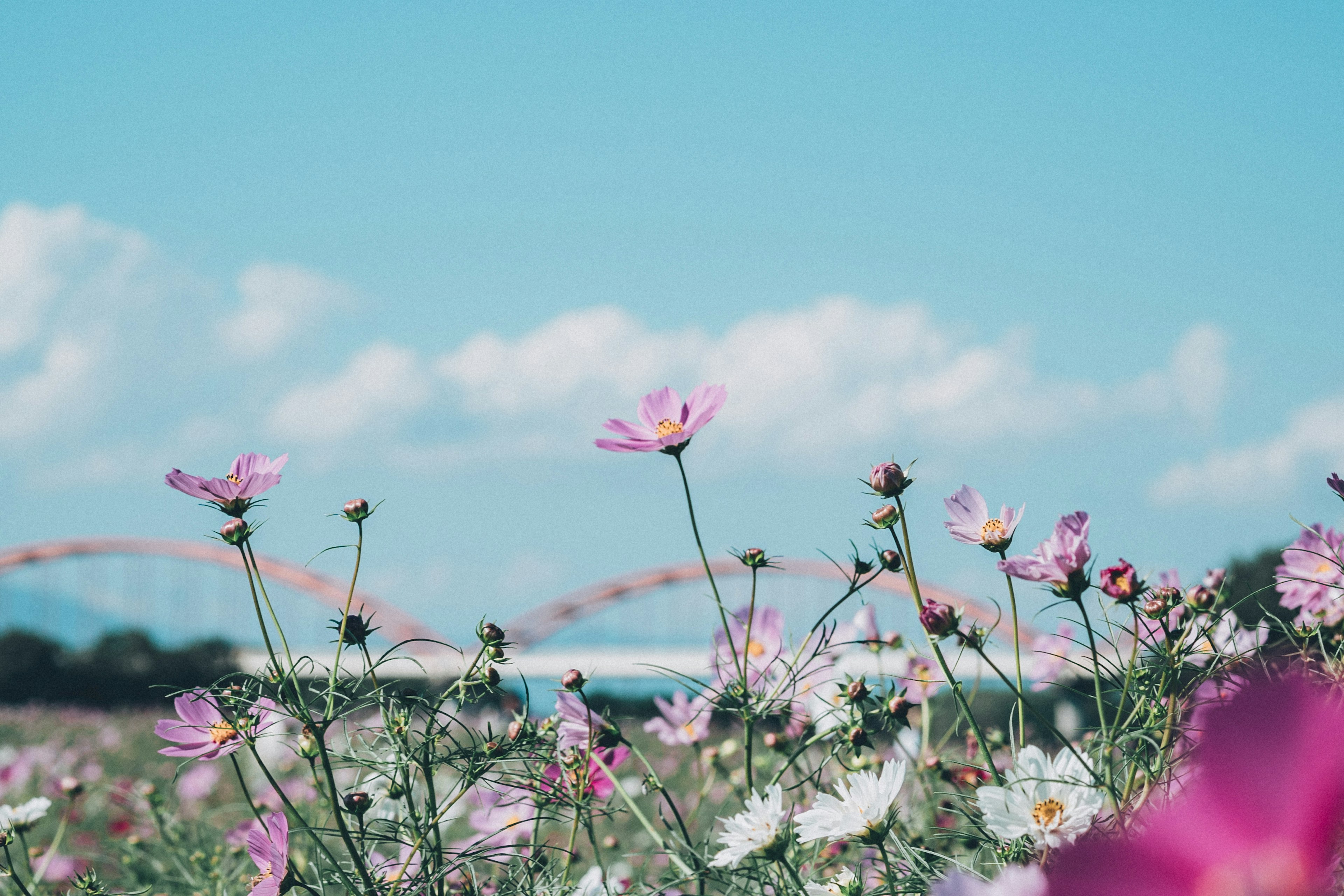 Colorful flowers blooming under a blue sky with white clouds