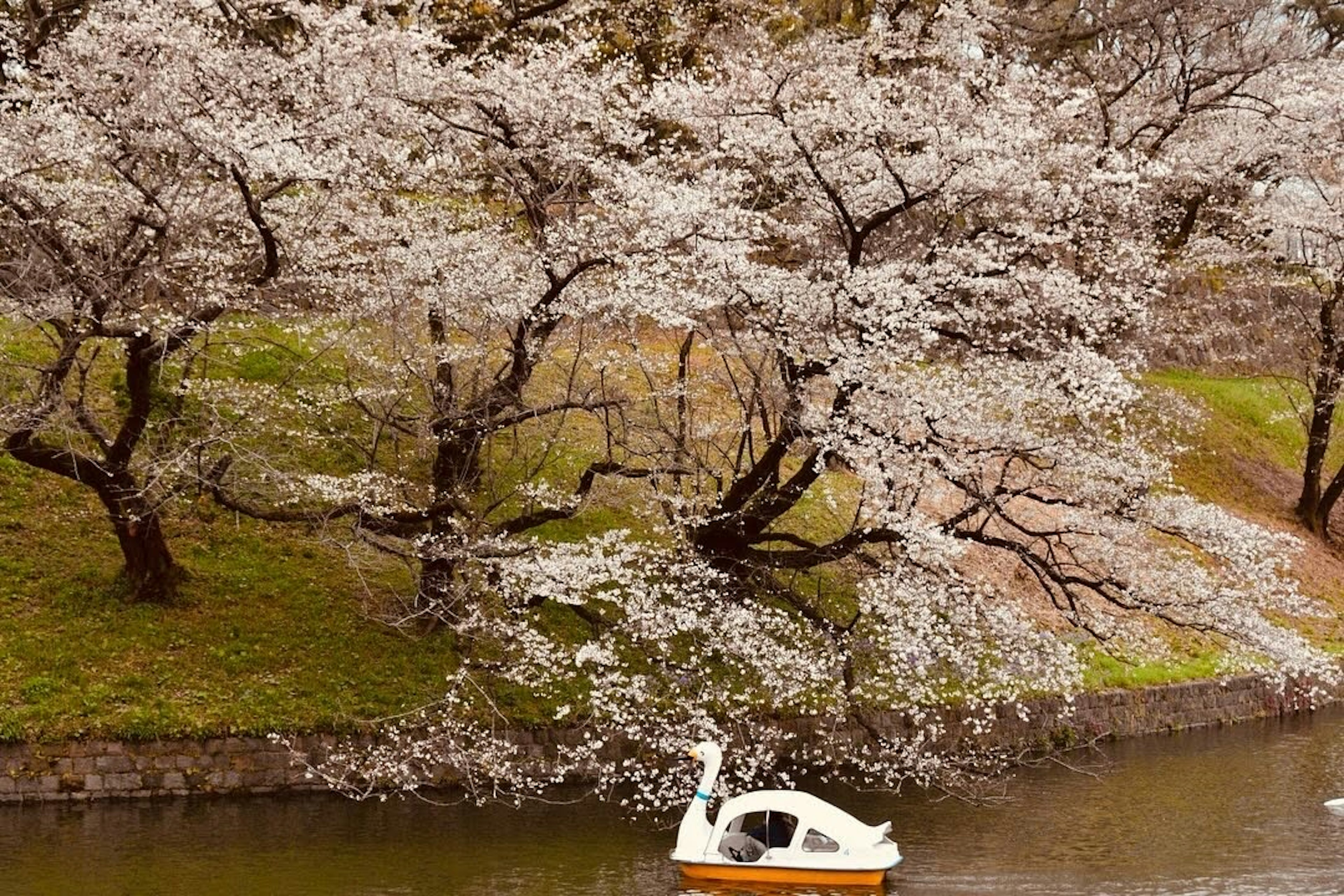 Perahu angsa putih mengapung di sungai dengan pohon sakura yang mekar