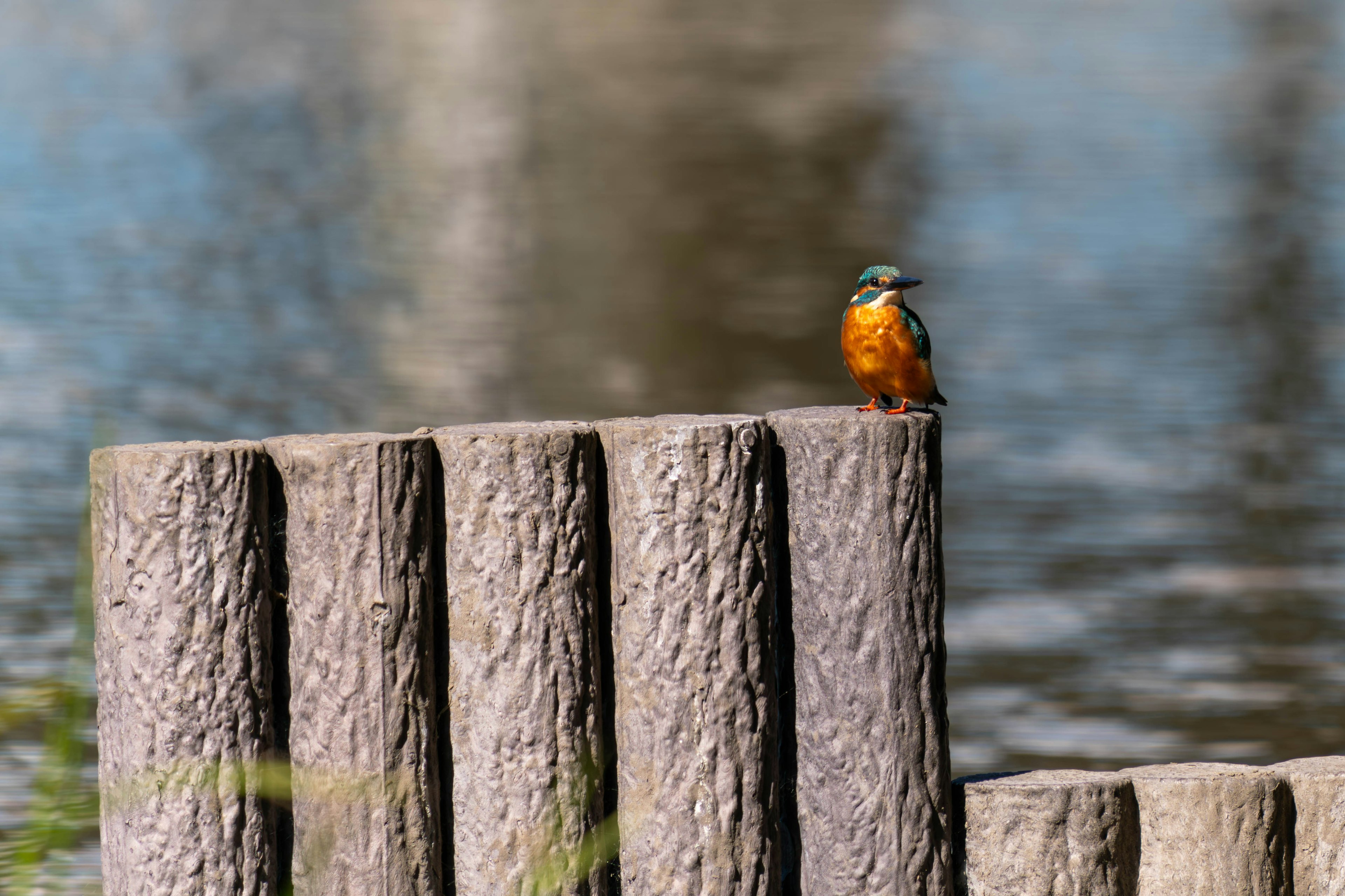 Ein orangefarbener Vogel sitzt auf einem Holzpfosten am Wasser