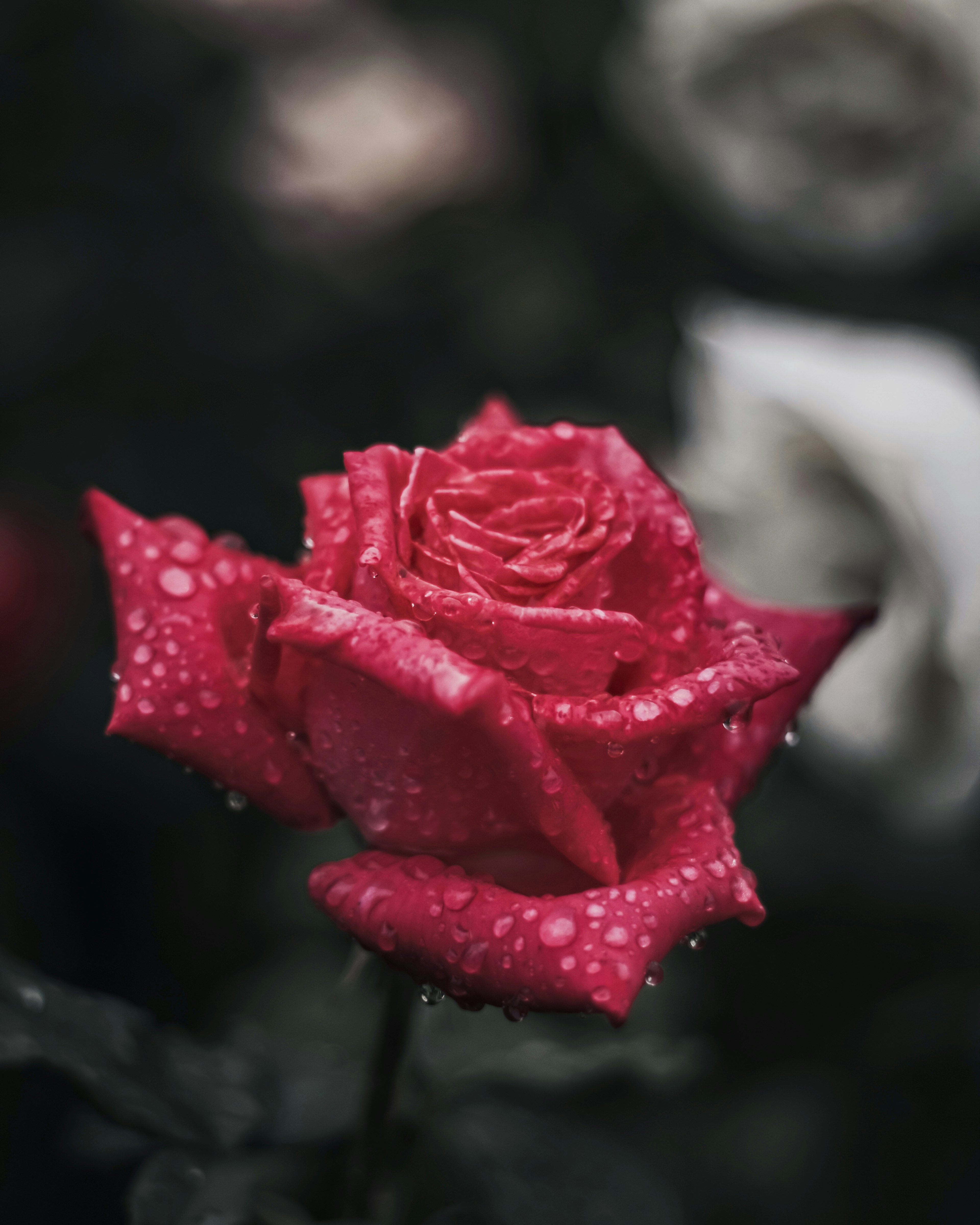 Eine schöne rote Rose mit Wassertropfen, die vor einem verschwommenen Hintergrund blüht