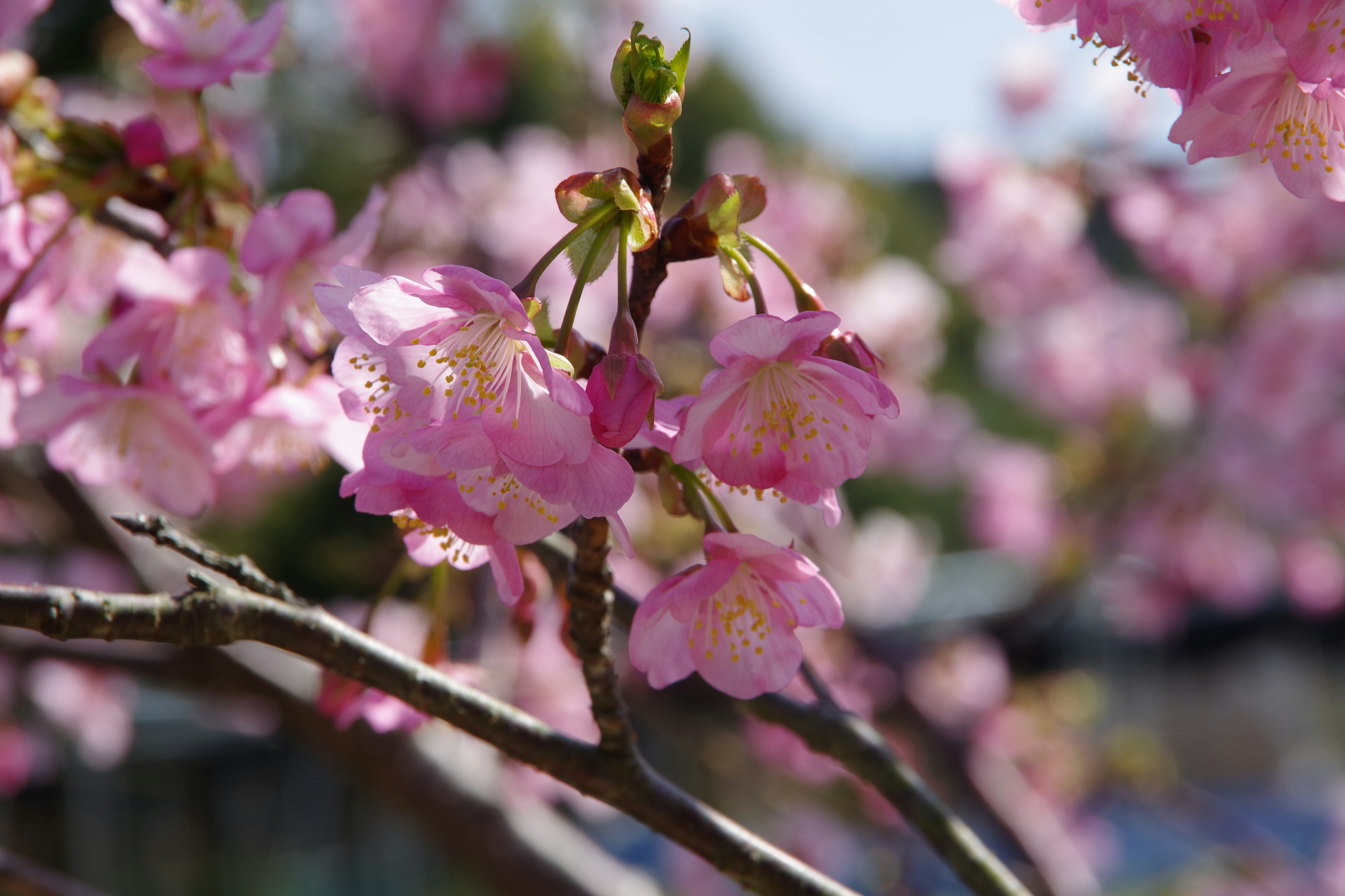 Close-up bunga sakura di cabang