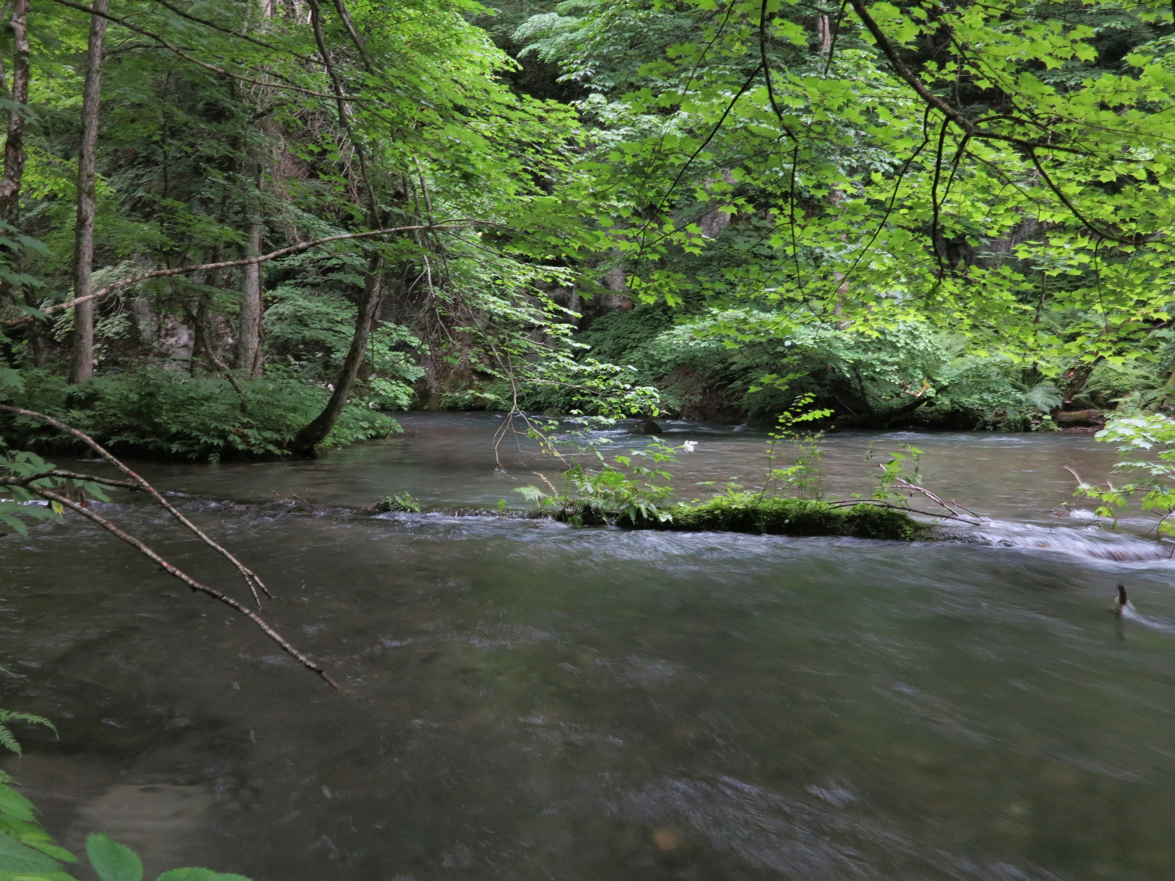 A serene river scene surrounded by lush green forest