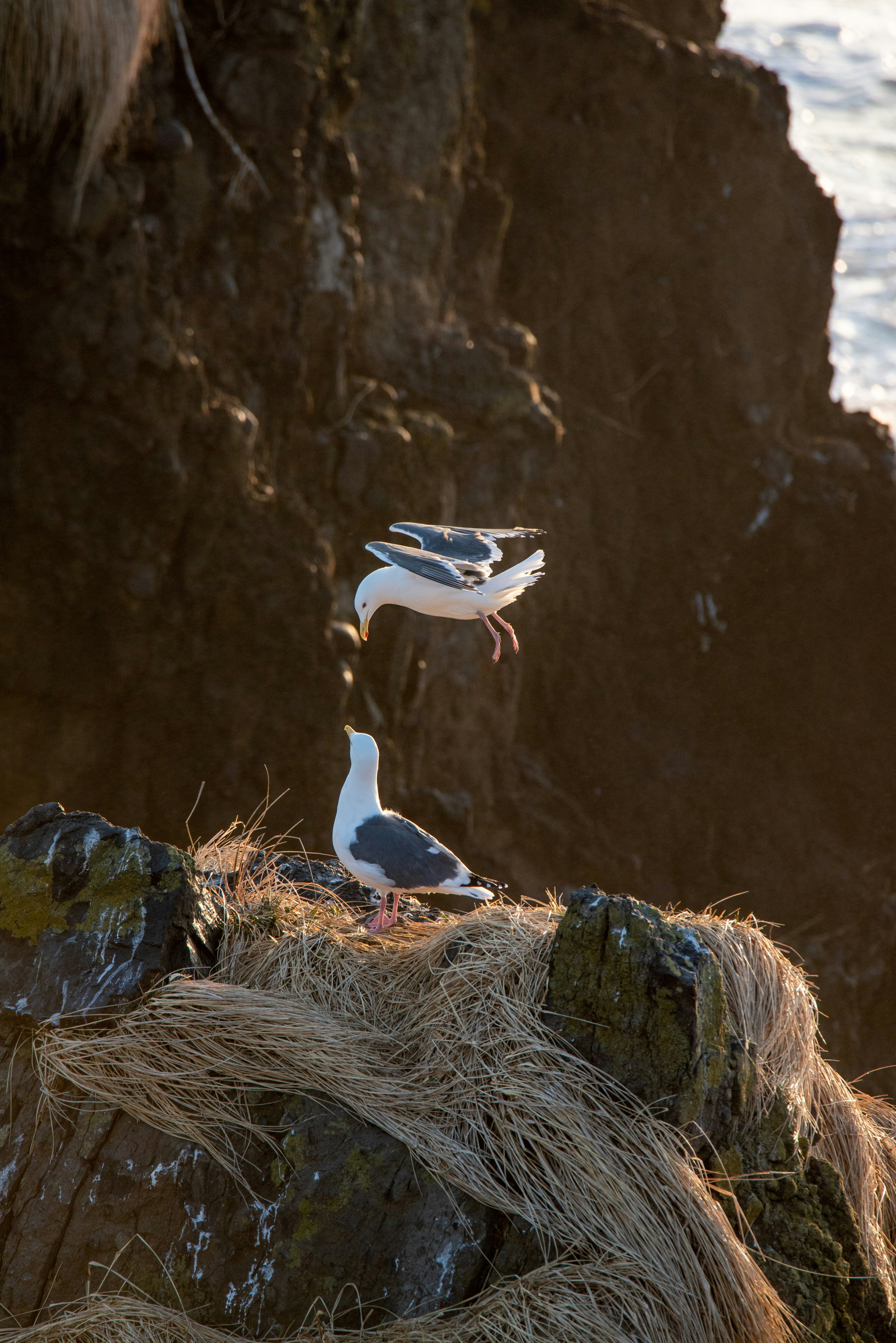 Scene with a bird flying above and another bird on the ground on a rocky surface