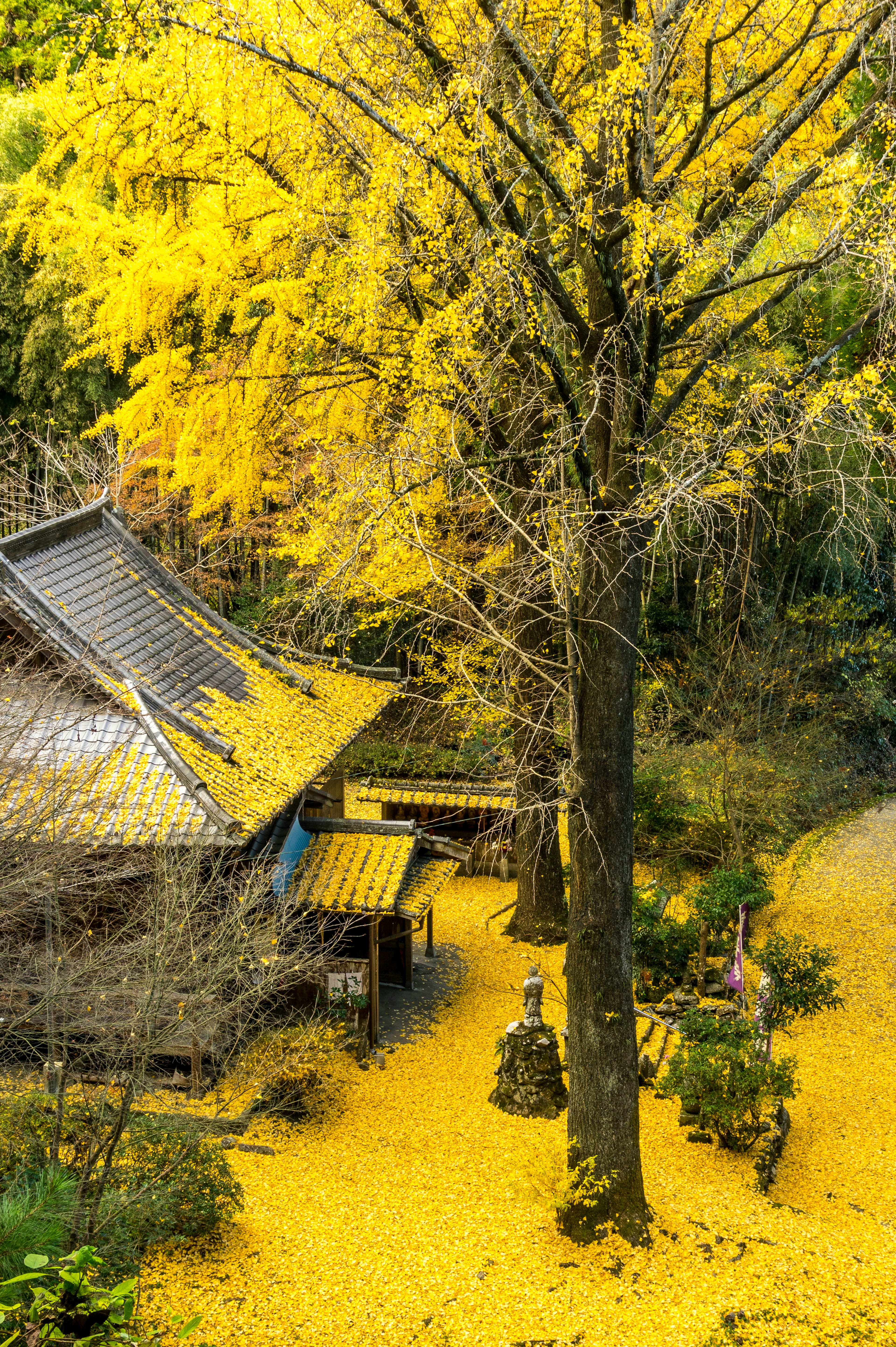 A serene garden covered in yellow leaves with an old house