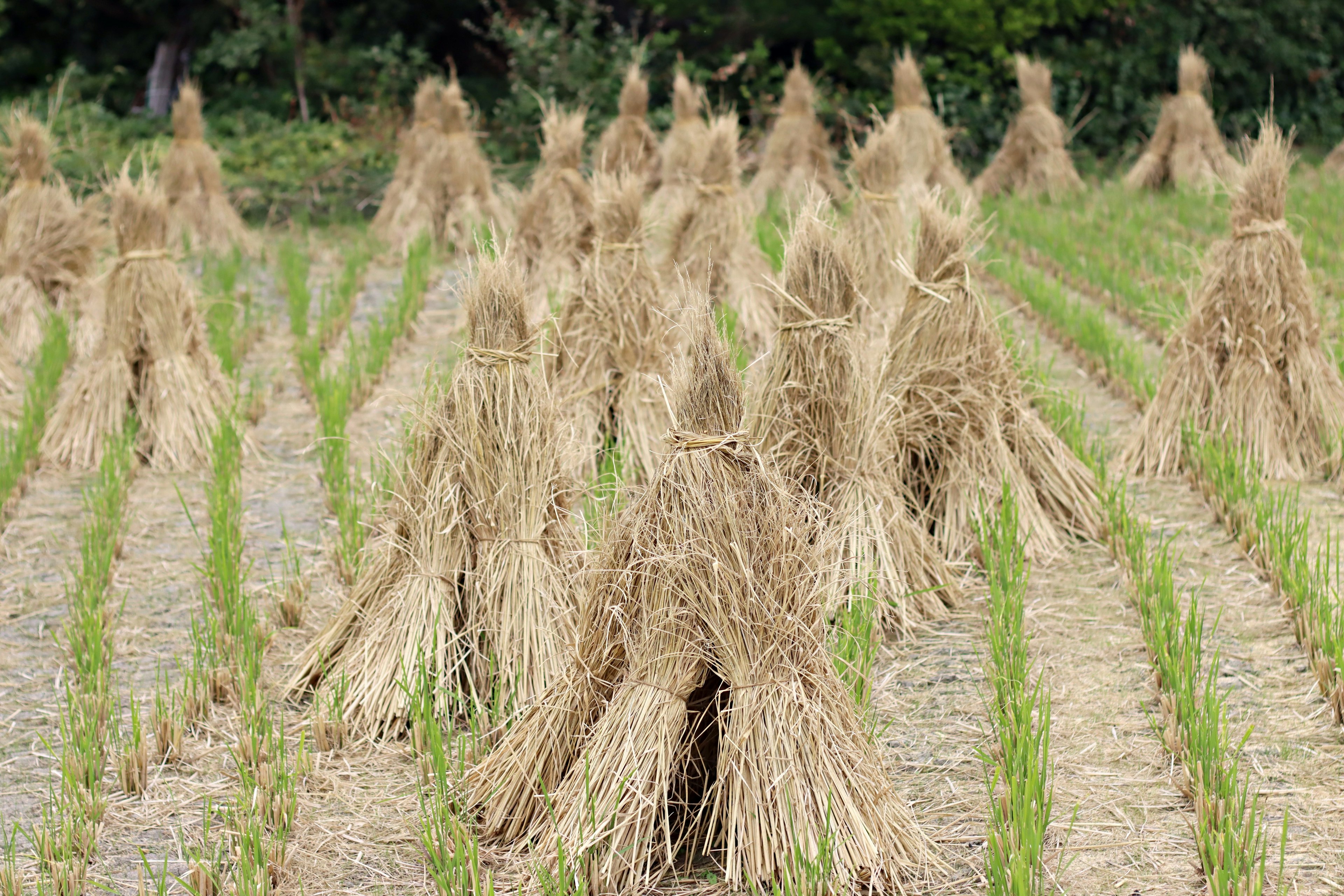 Field of harvested rice stalks arranged in bundles