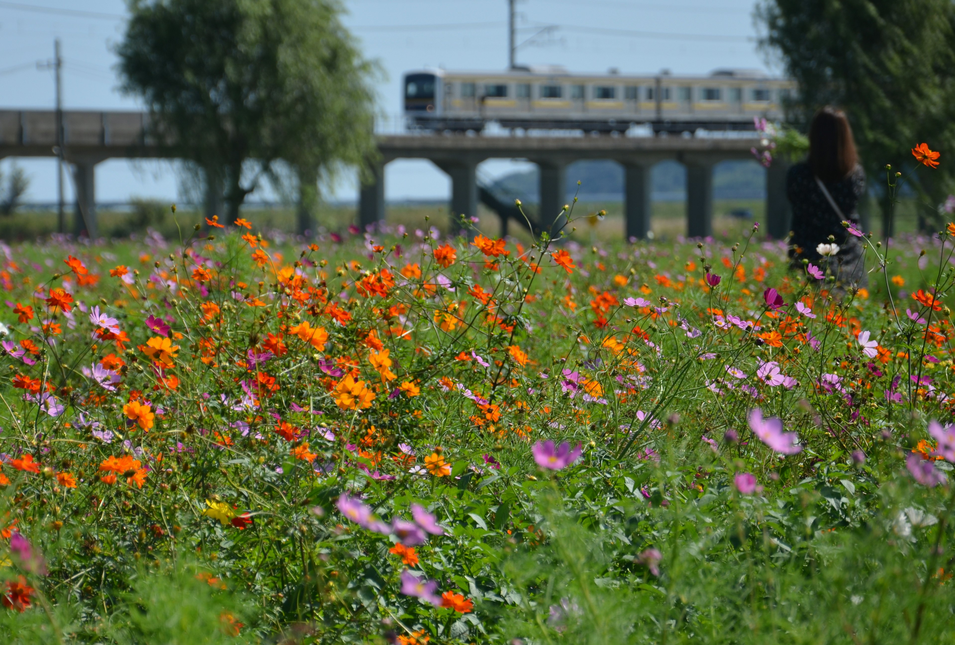 ทุ่งดอกไม้หลากสีสันและรถไฟที่วิ่งผ่านในพื้นหลัง