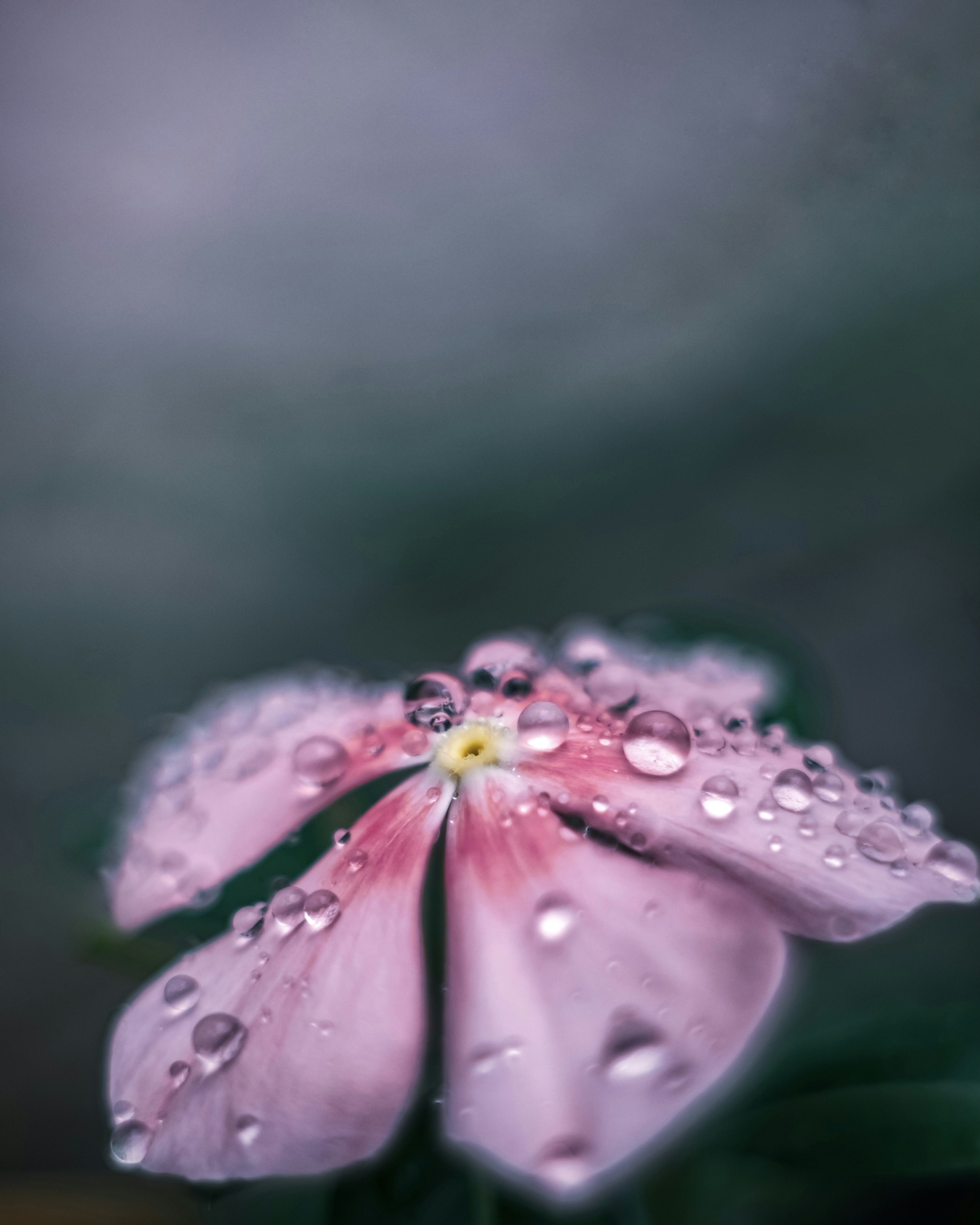 Gros plan d'une fleur rose avec des gouttes d'eau arrière-plan flou