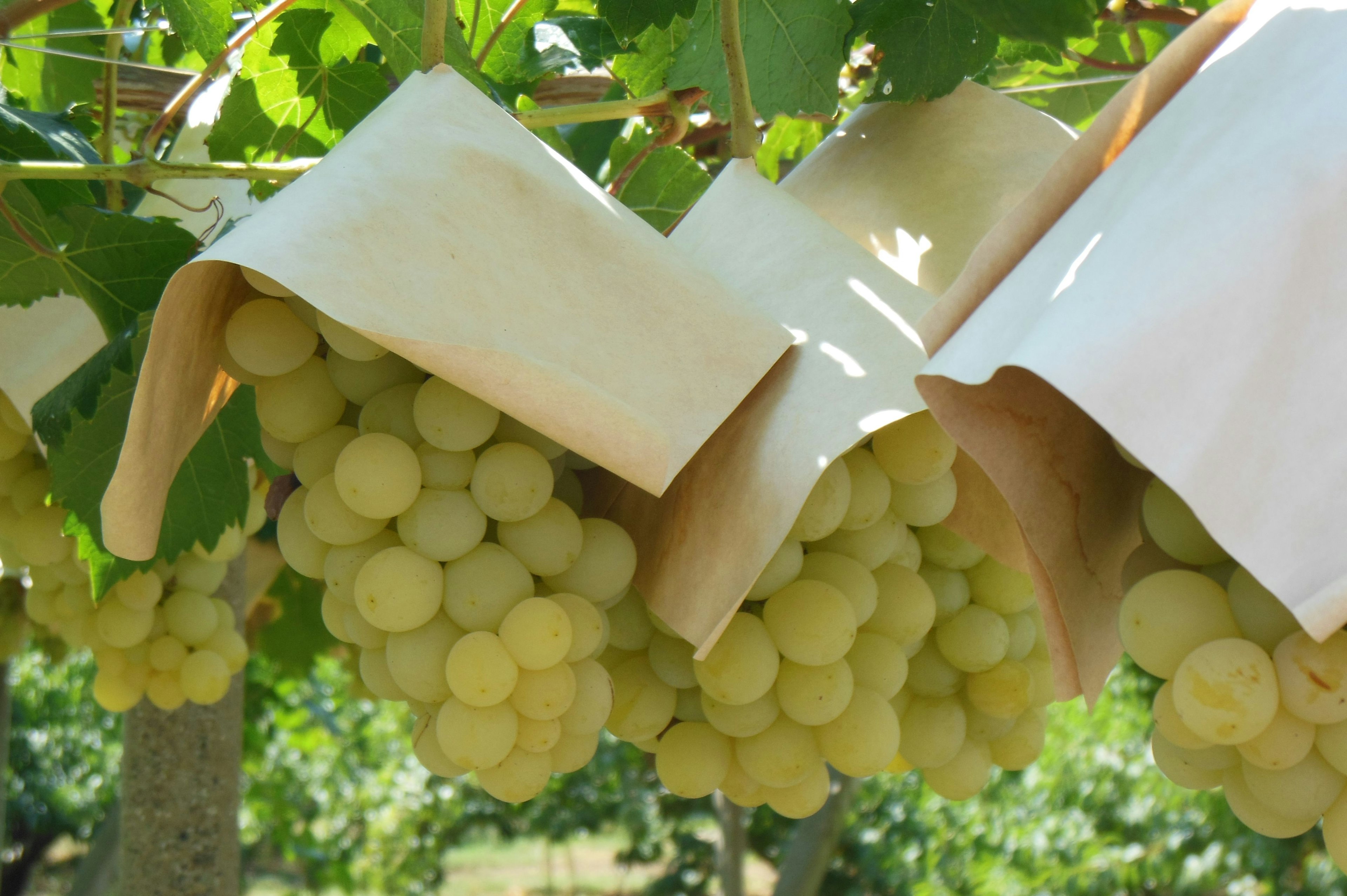 Clusters of white grapes covered with paper bags hanging from green vines